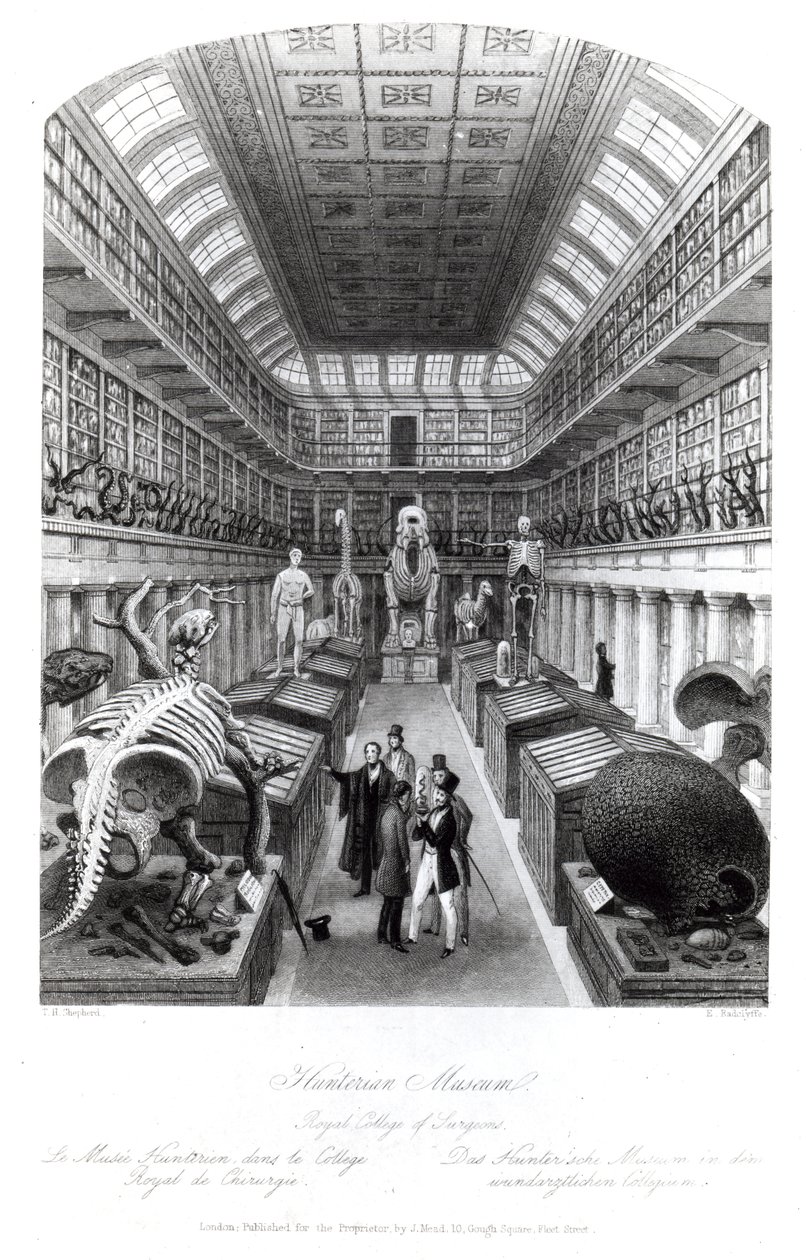 Museo Hunterian, ilustración de 