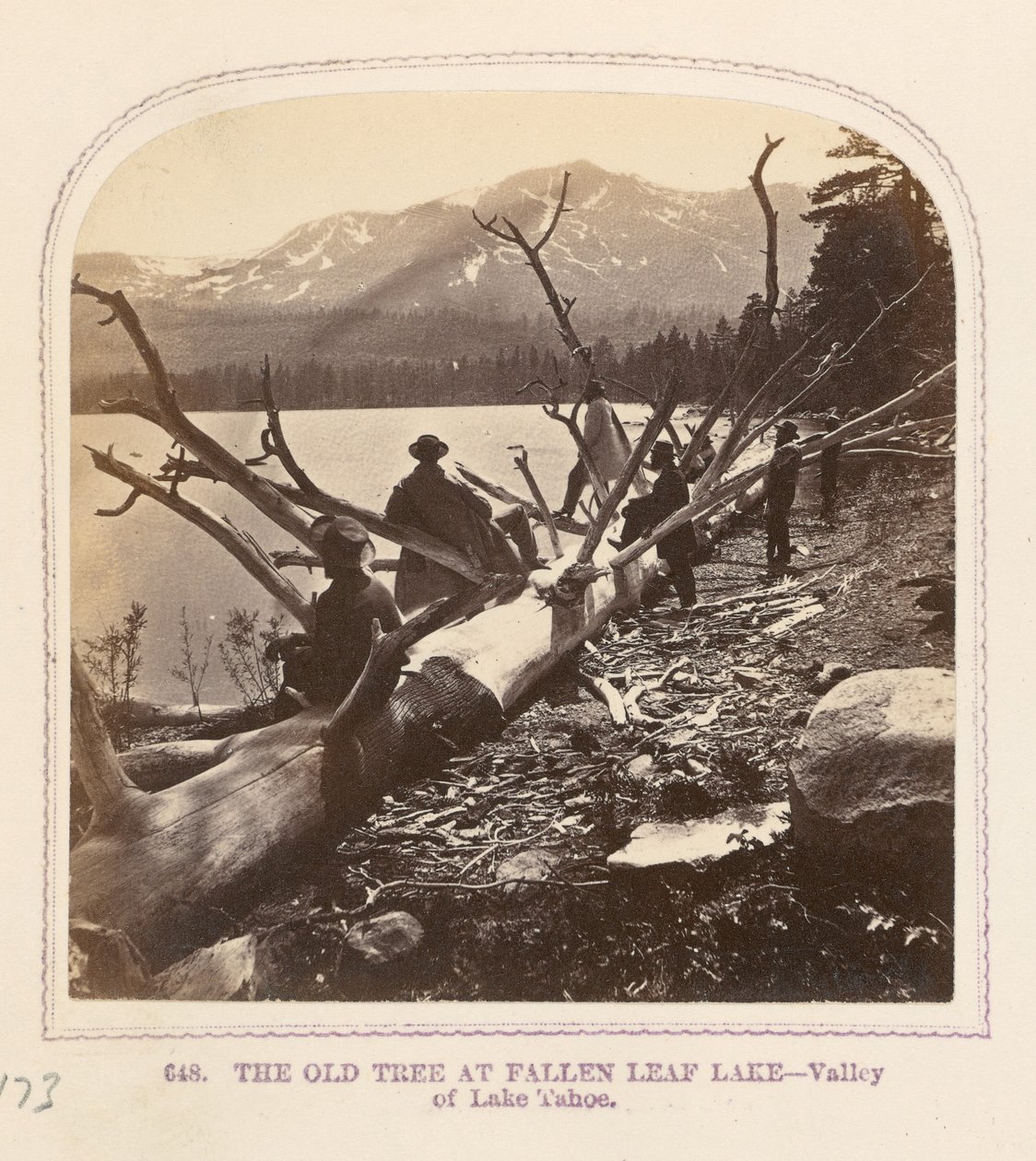 El viejo árbol del lago Fallen Leaf de Thomas Houseworth