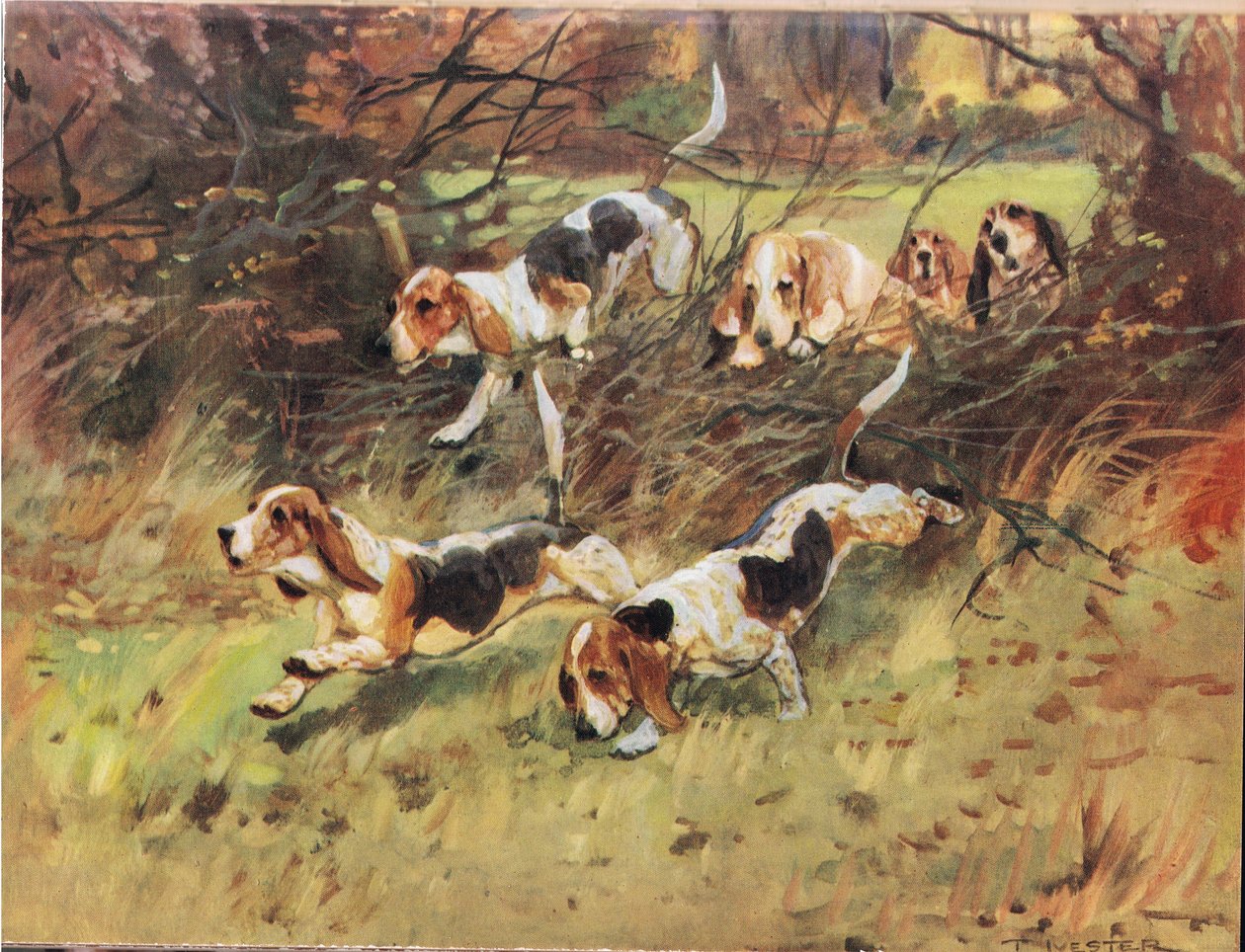 A través del Seto, ilustración de 