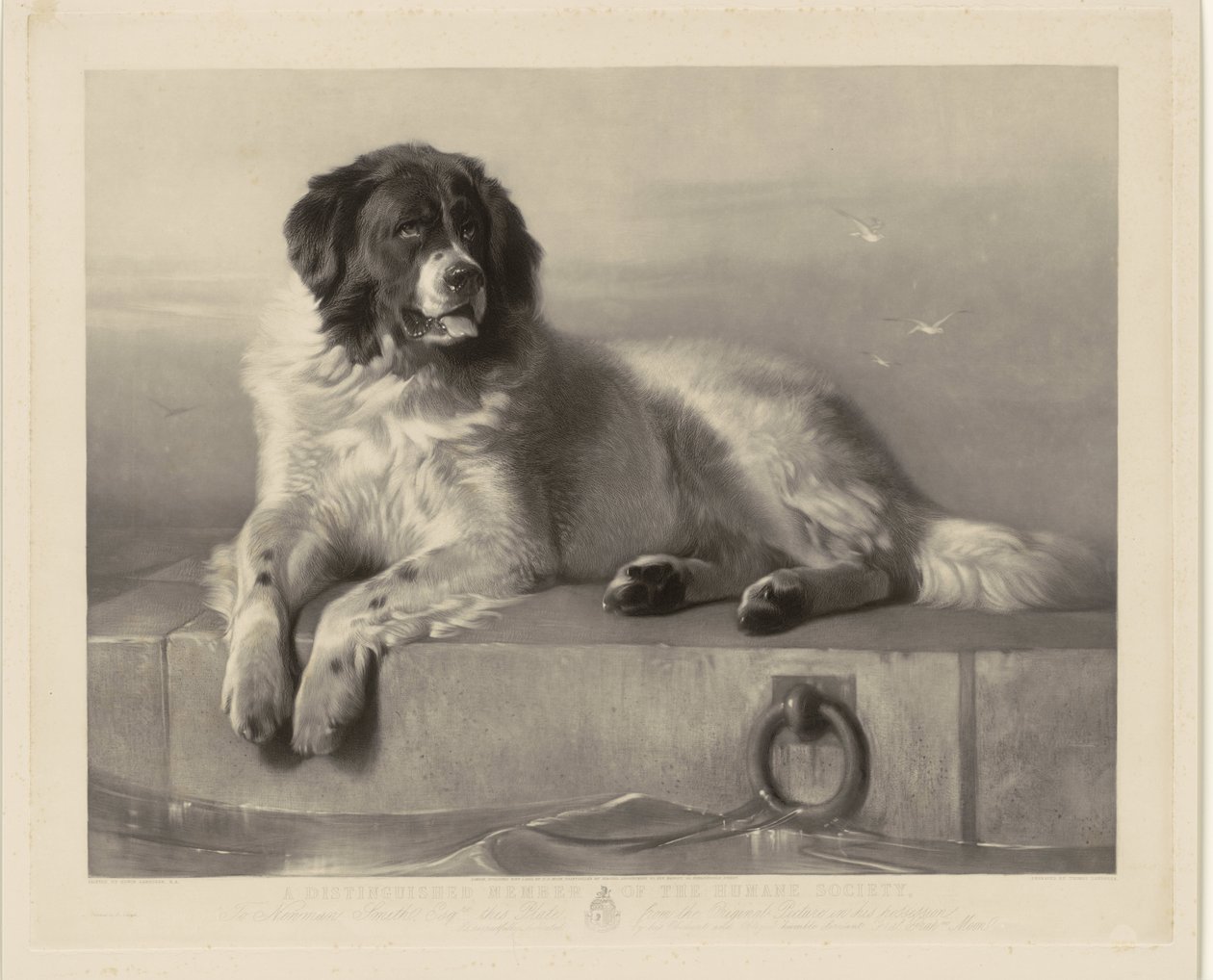 Retrato del perro de rescate Bob, acostado en un muelle Un miembro distinguido de la Sociedad Protectora de Animales (título sobre el objeto) de Thomas Landseer