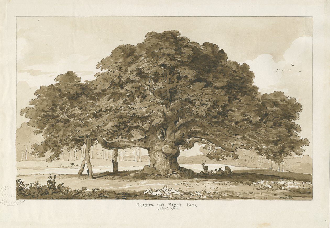 Blithfield - Roble del Mendigo: dibujo en sepia, 1837 de Thomas Peploe Wood