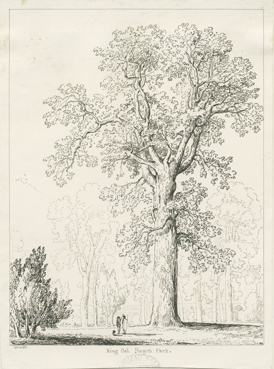Blithfield - Roble del Rey: dibujo a pluma y tinta de Thomas Peploe Wood