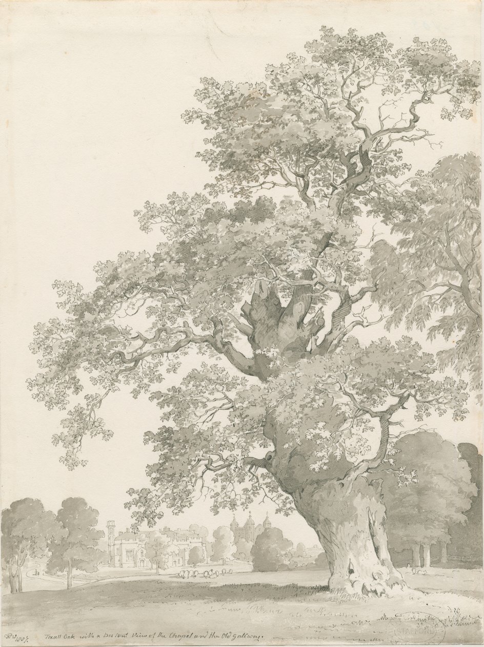 Tixall - Árbol de Roble de Thomas Peploe Wood