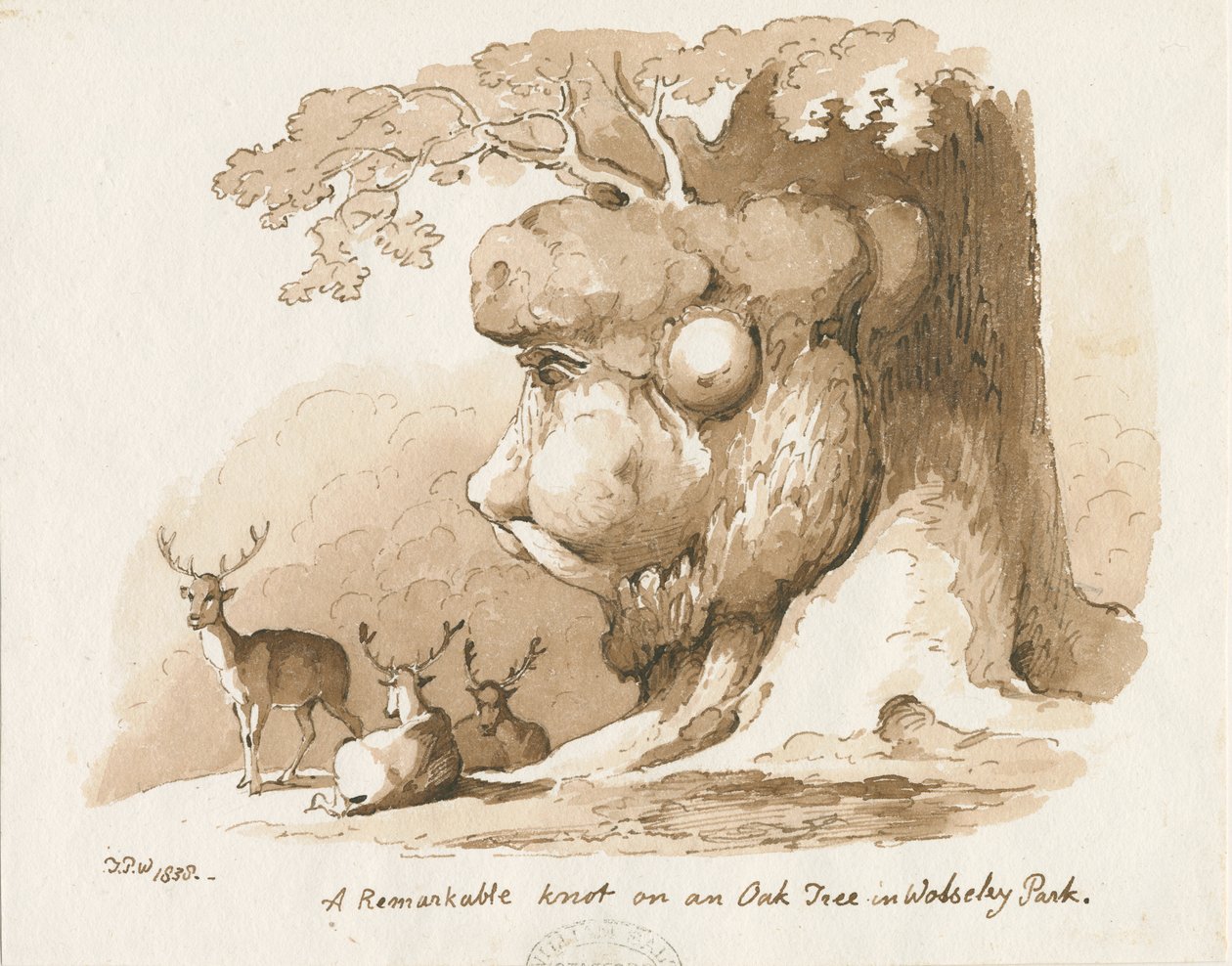 Parque de Wolseley - Nudo en un roble: dibujo a pluma y sepia de Thomas Peploe Wood