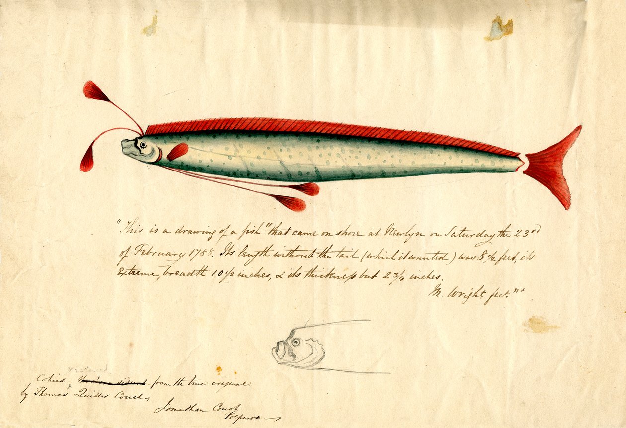 Dibujo en acuarela del pez remo de Newlyn (Regalecus glesne), c.1849 (lápiz y acuarela sobre papel) de Thomas Quiller Couch