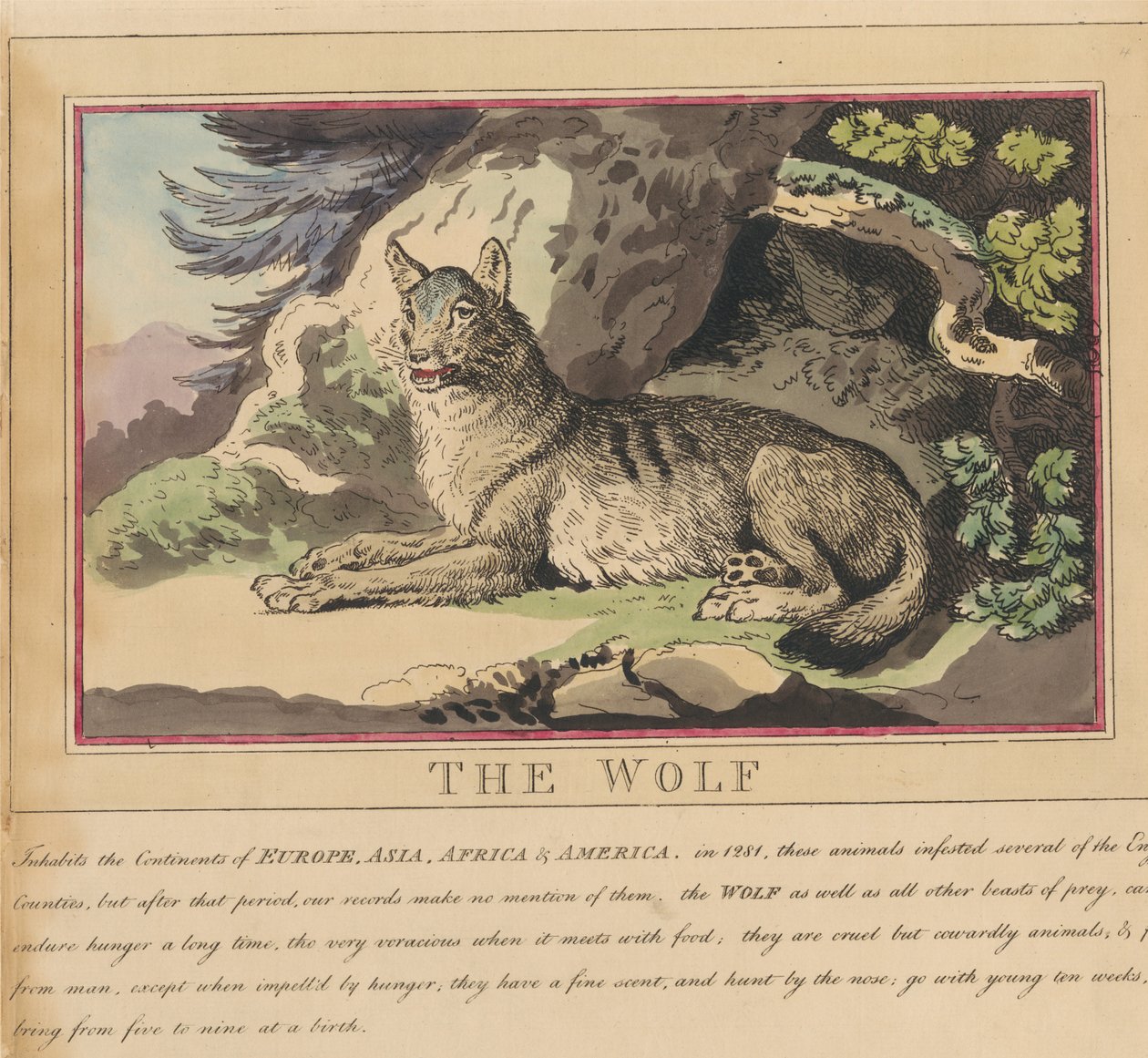 Conjunto de ocho láminas con portada. «Animales extranjeros y autóctonos». 5. El lobo de Thomas Rowlandson