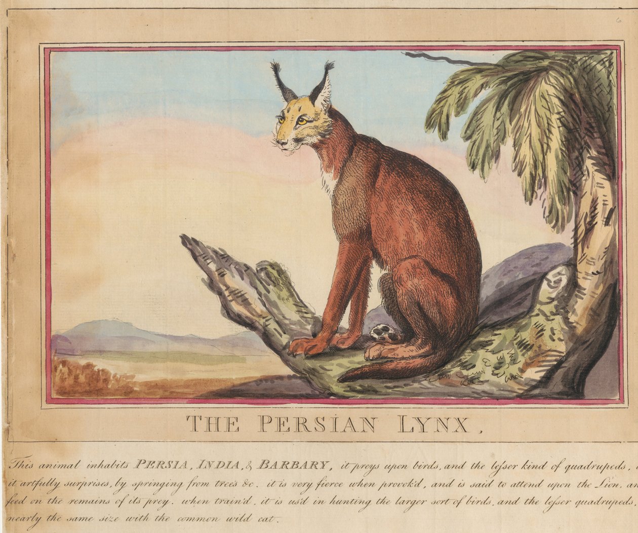 Conjunto de ocho láminas con portada. «Animales extranjeros y autóctonos». 7. El lince persa de Thomas Rowlandson