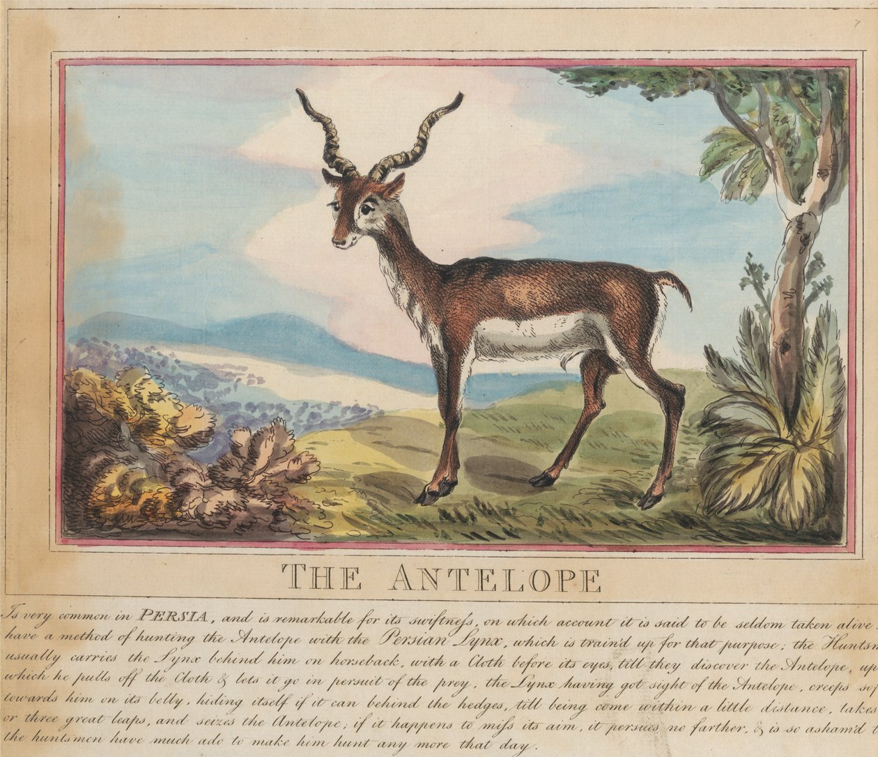 Conjunto de ocho láminas con portada. «Animales extranjeros y autóctonos». 8. El antílope de Thomas Rowlandson