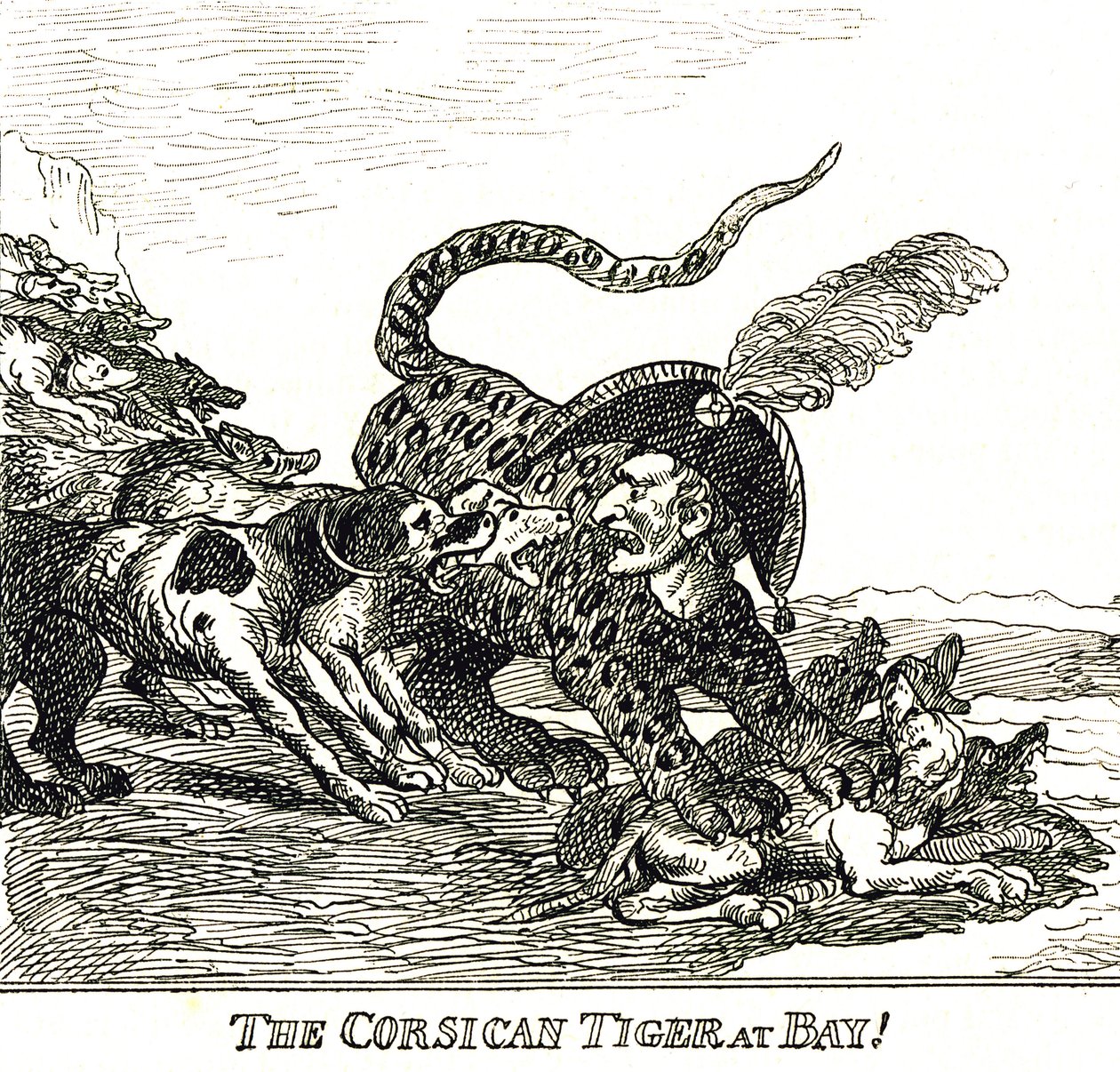 El Tigre Corso Desollado (Napoleón Bonaparte), caricatura 1808 de Thomas Rowlandson