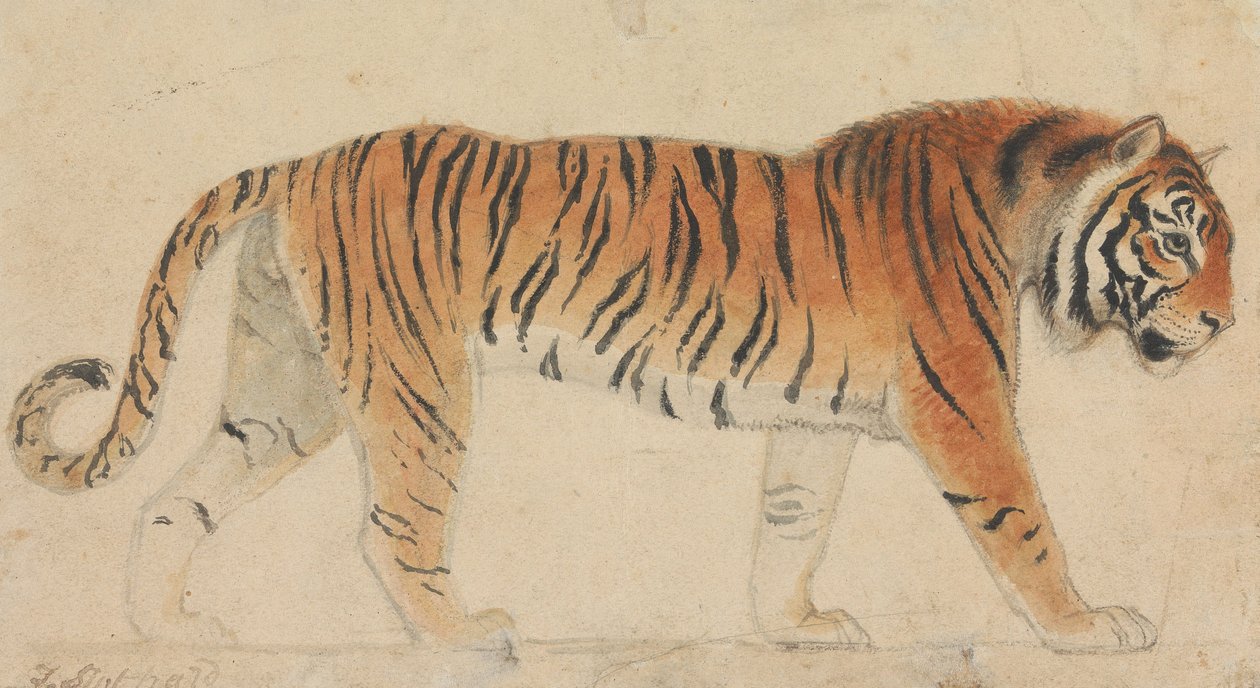 Un tigre, de cuerpo entero, de perfil, caminando hacia la derecha de Thomas Stothard