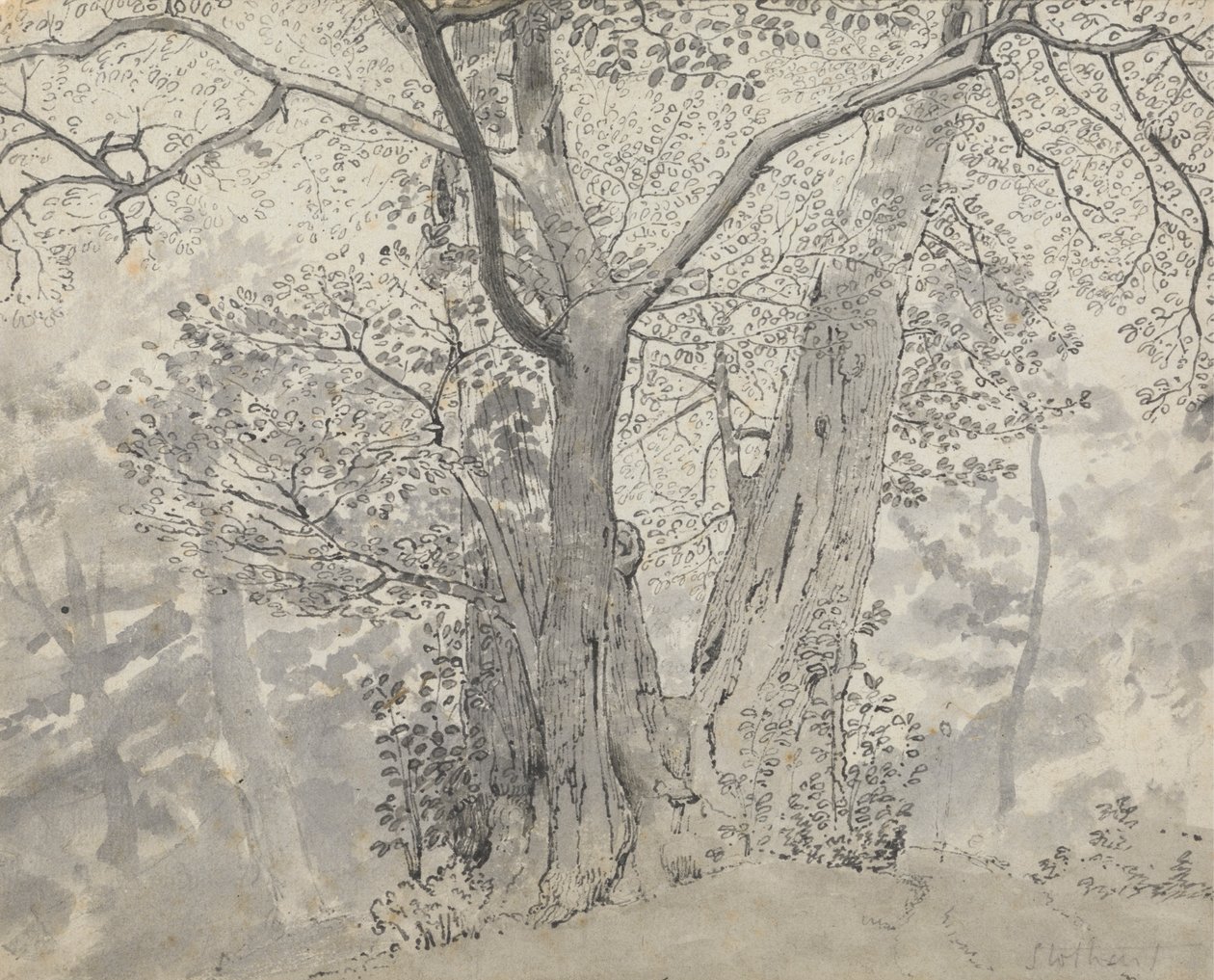 Estudio de árboles de Thomas Stothard