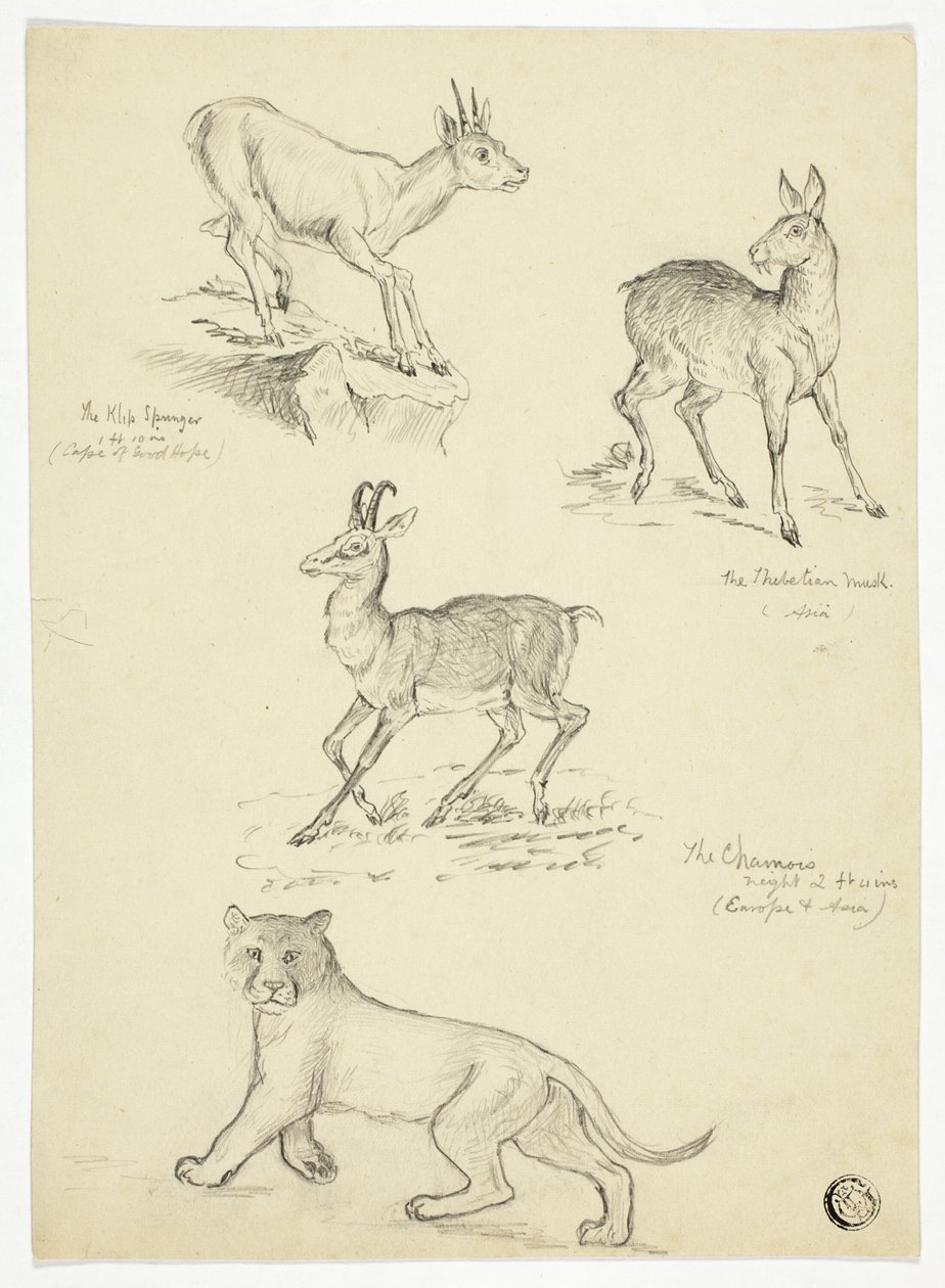 Gamuza, almizcle, klipbok y león de Thomas Uwins