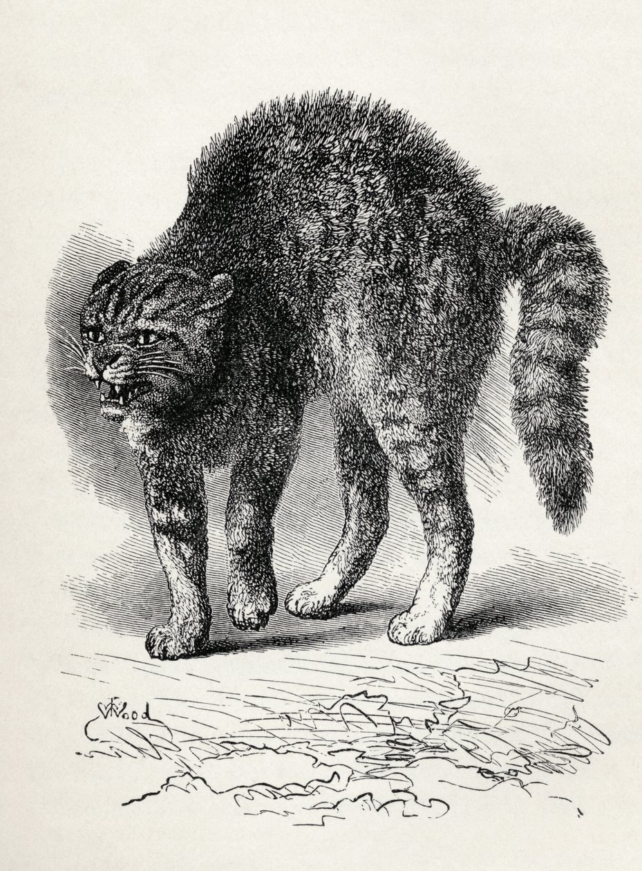 Gato aterrorizado por un perro, de 