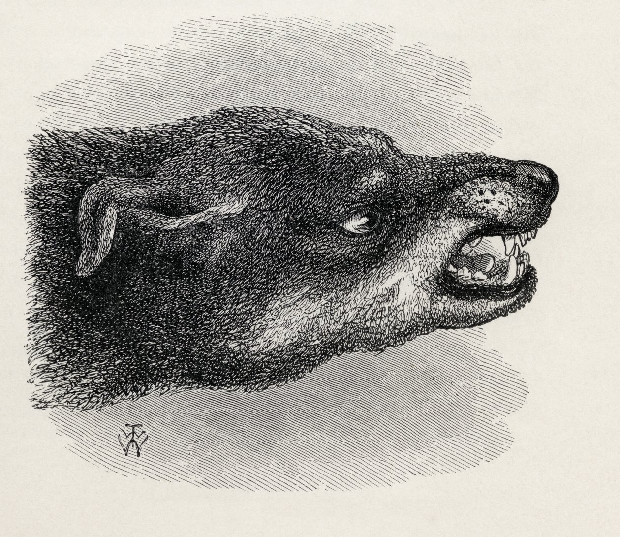Cabeza de perro gruñendo, de 