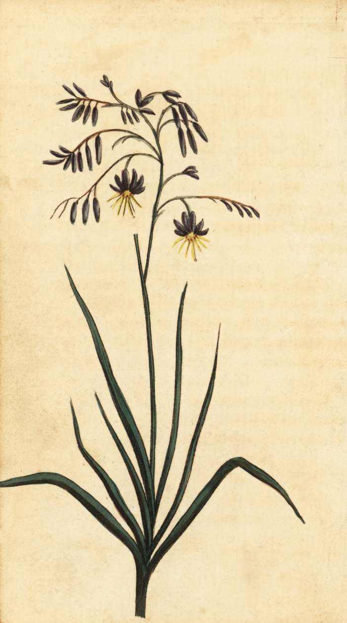 Flor de roca de Nueva Gales del Sur, Australia. ,1800 (grabado) de Thomas Watling