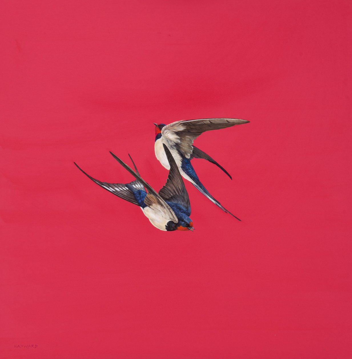 Remolino-Rojo de Tim Hayward
