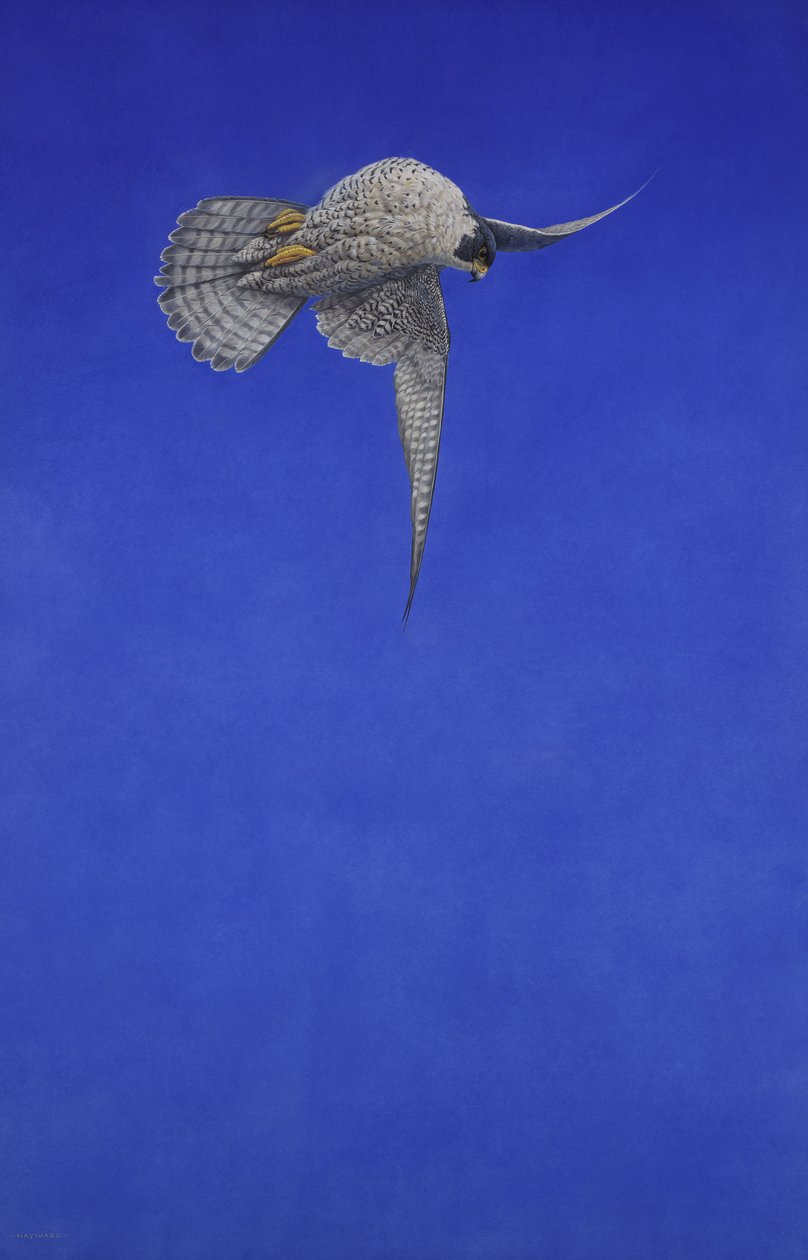 El escalón sacacorchos; Halcón peregrino de Tim Hayward