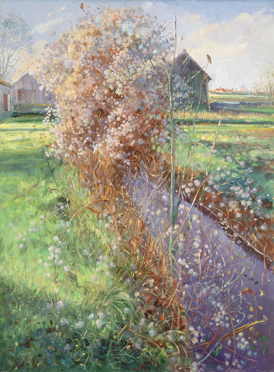 Arbusto barbudo de Timothy Easton