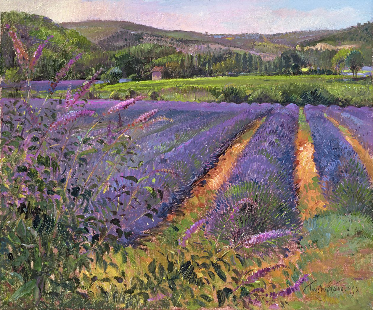 Campo de Budleia y Lavanda, Montclus, 1993 de Timothy Easton