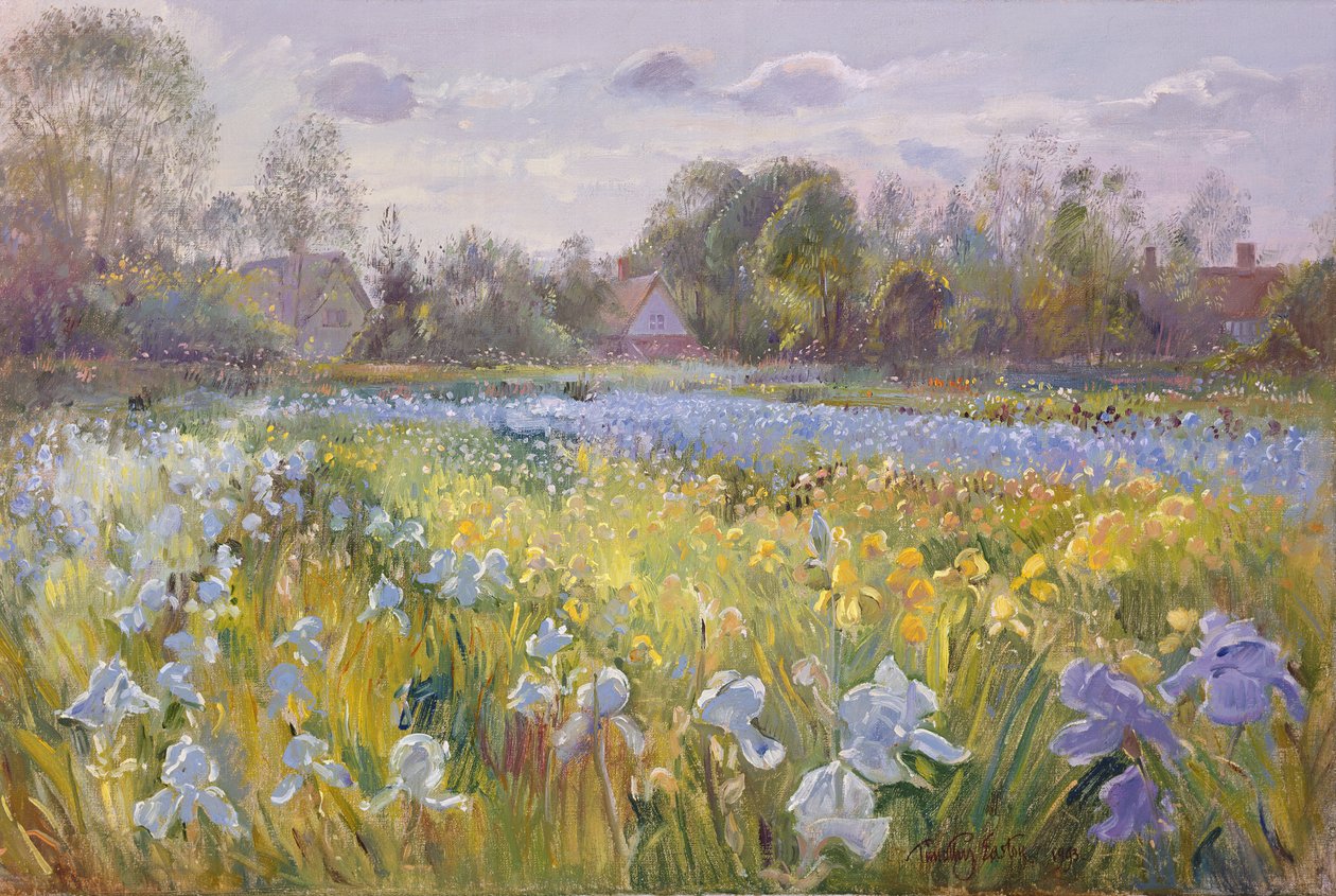 Campo de iris en la luz de la tarde de Timothy Easton
