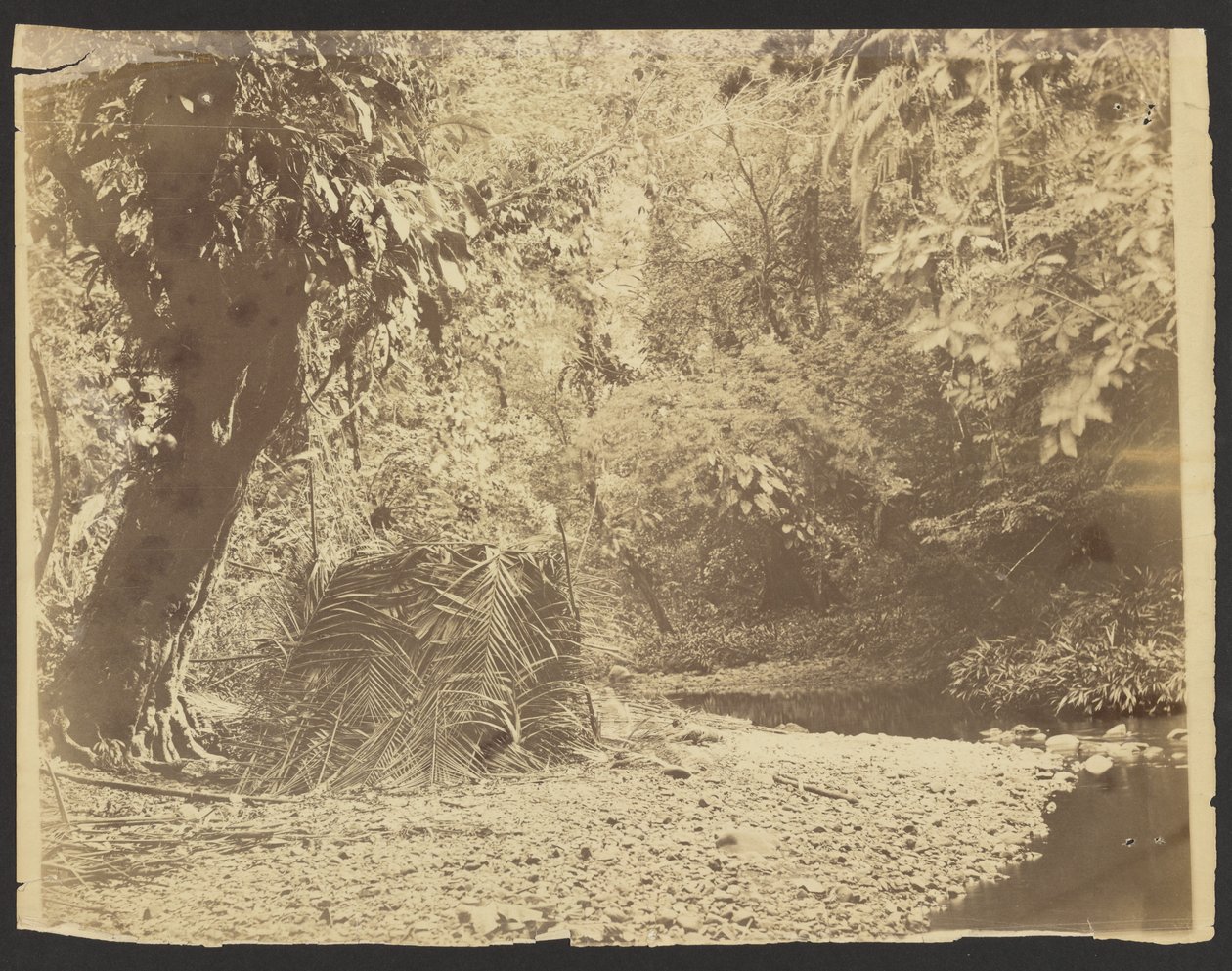 [Escena de selva: Vista de una cabaña de hojas de palmera, Istmo de Darién (Panamá)]. de Timothy H. O