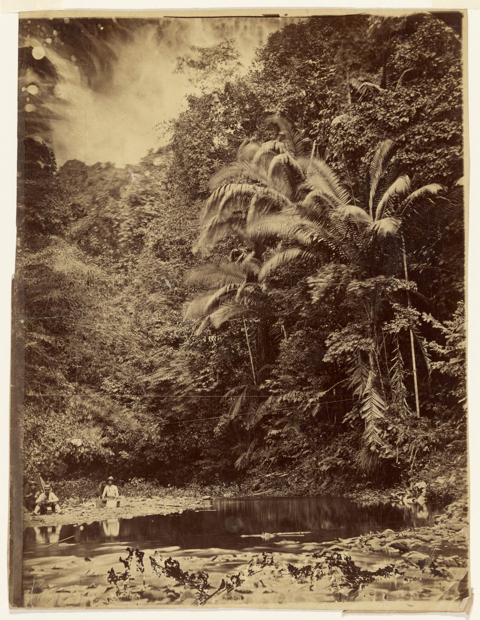 [Escena de selva con palmeras y otra vegetación frondosa, expedición al Darién, istmo de Panamá] de Timothy H. O