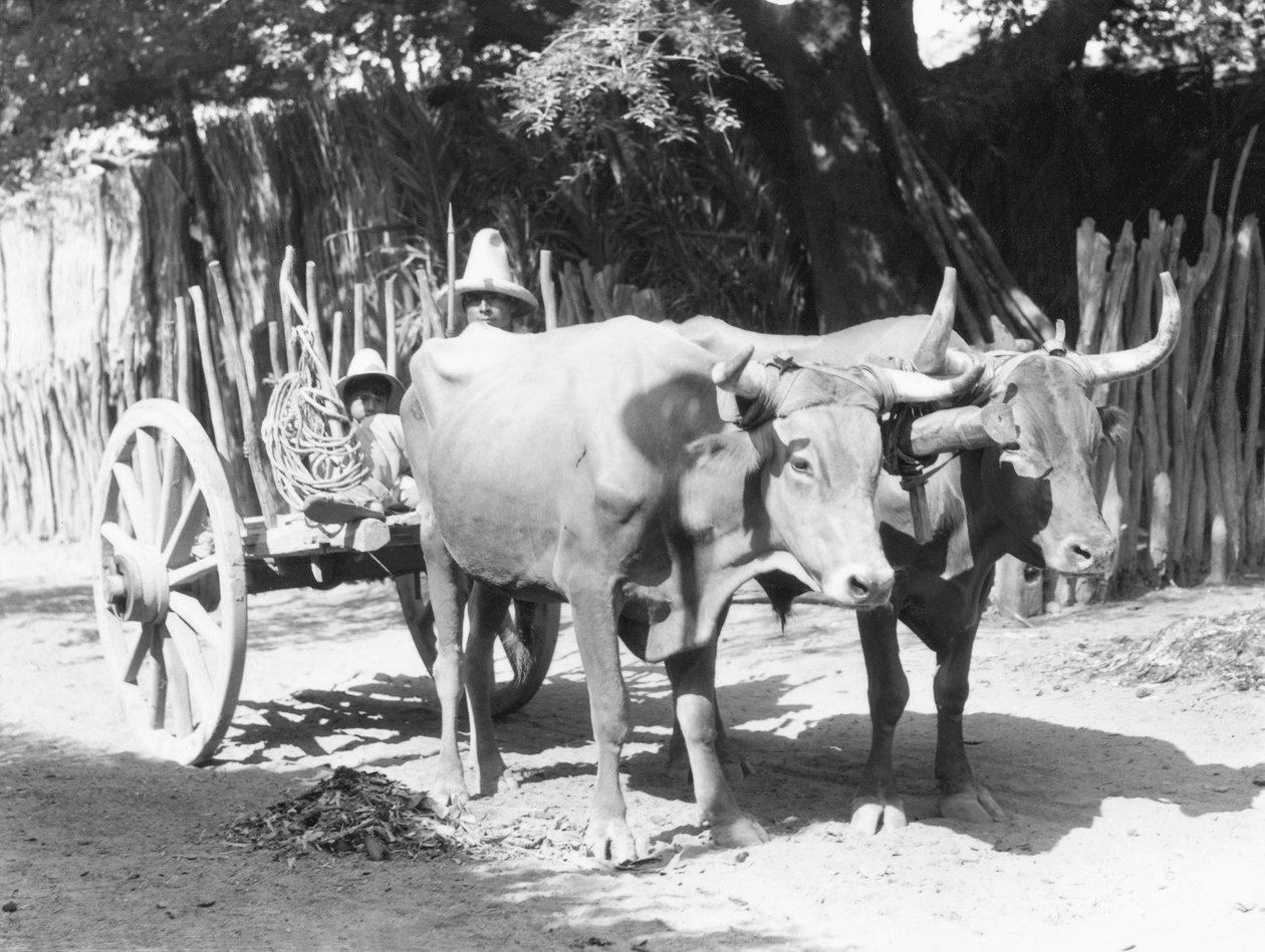 Equipo de bueyes, México, c.1927 de Tina Modotti
