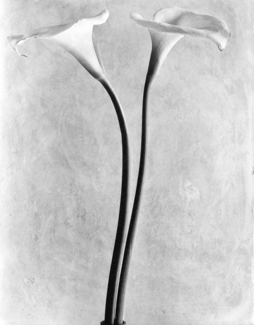 Cala Lirios, Ciudad de México, 1925 de Tina Modotti