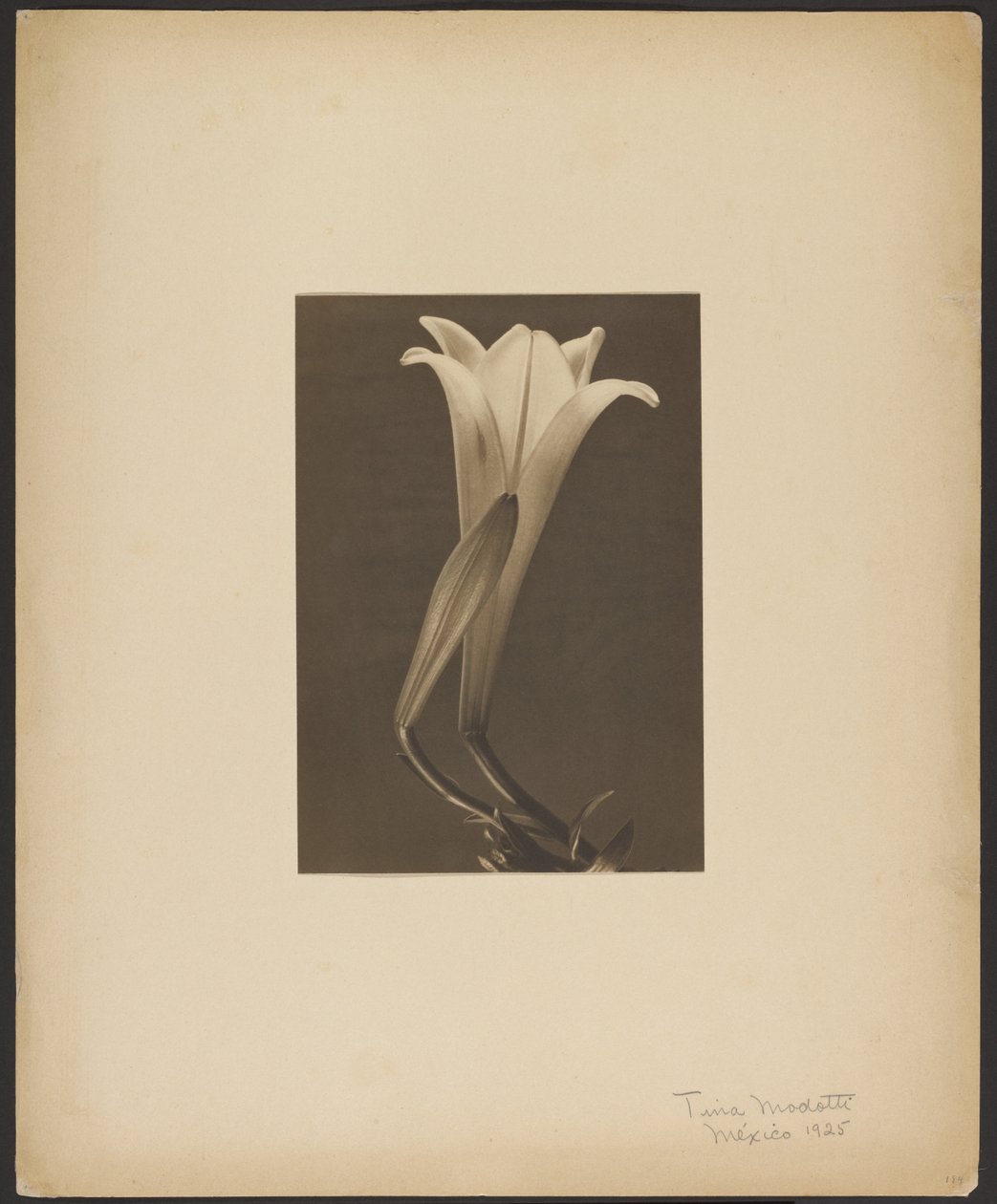 No. 1. de Tina Modotti