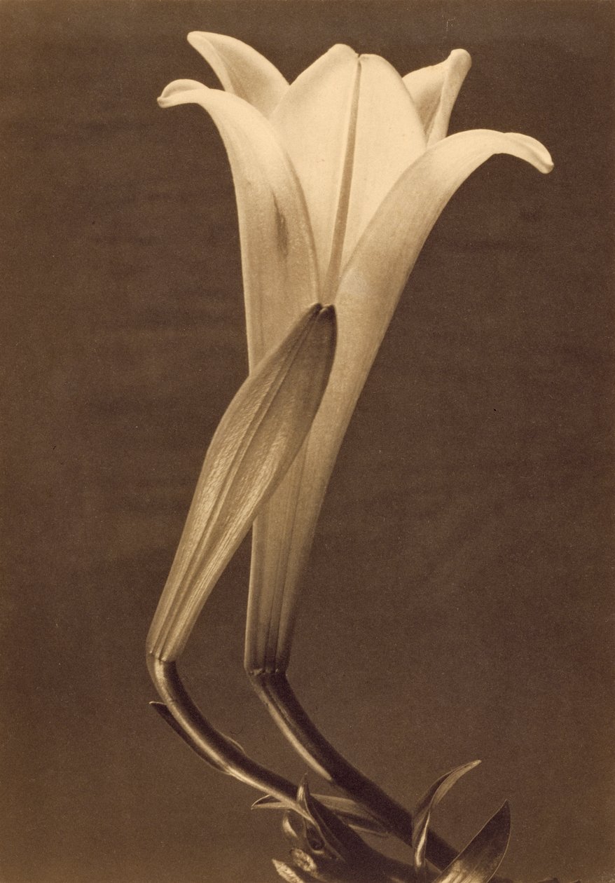 Impresión de Platino de Lirio por Tina Modotti de Tina Modotti