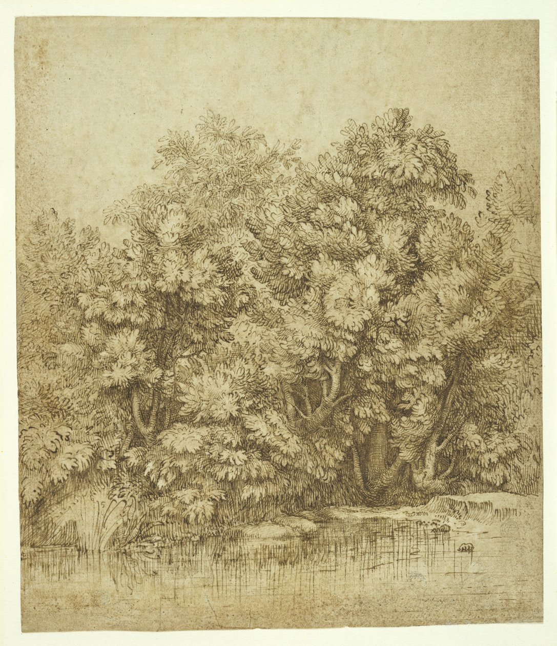 Árboles cerca de un estanque, c.1530 de Tiziano Vecelli
