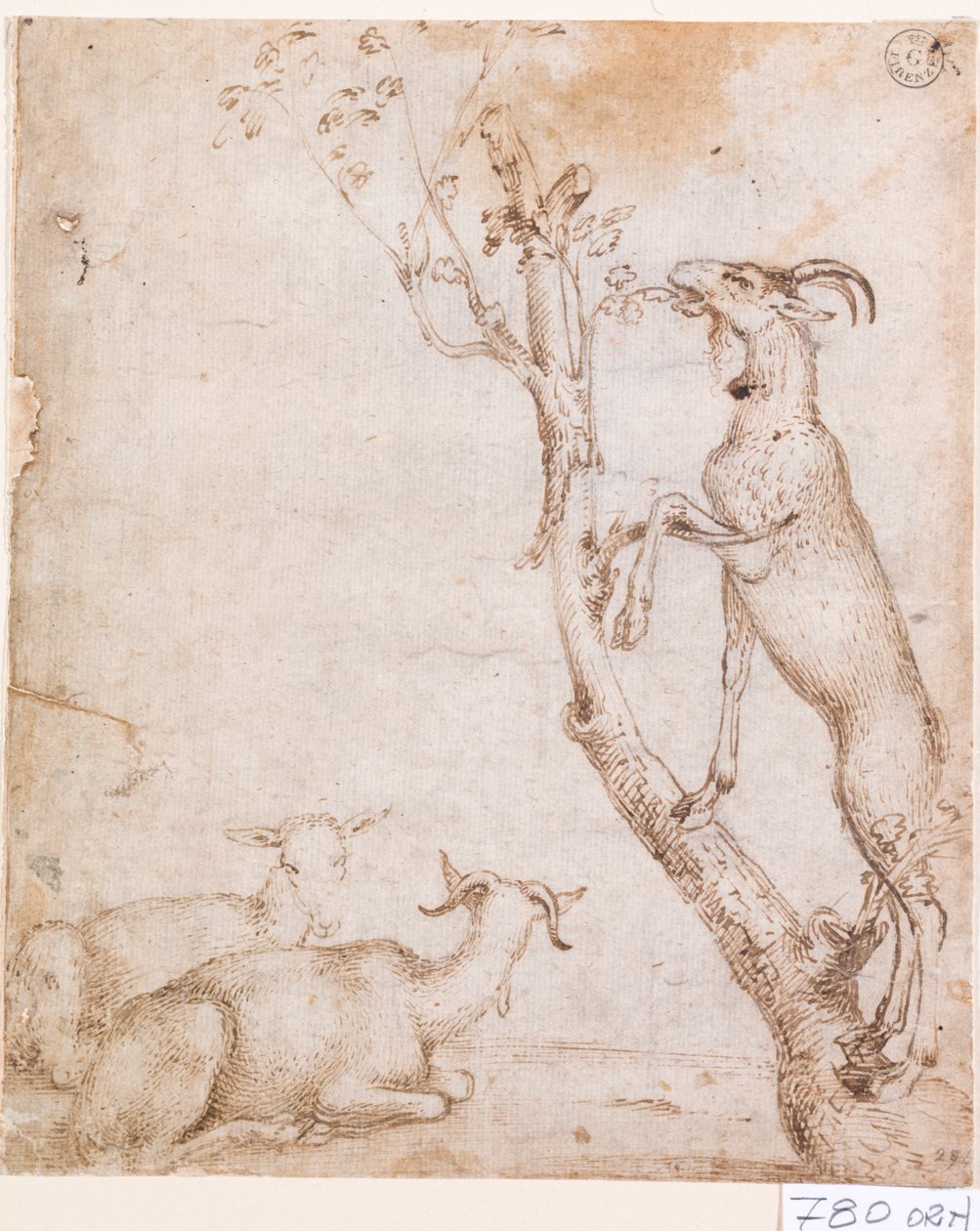 Cabras en los pastos (pluma y tinta sobre papel) de Titian (c.1488 1576)