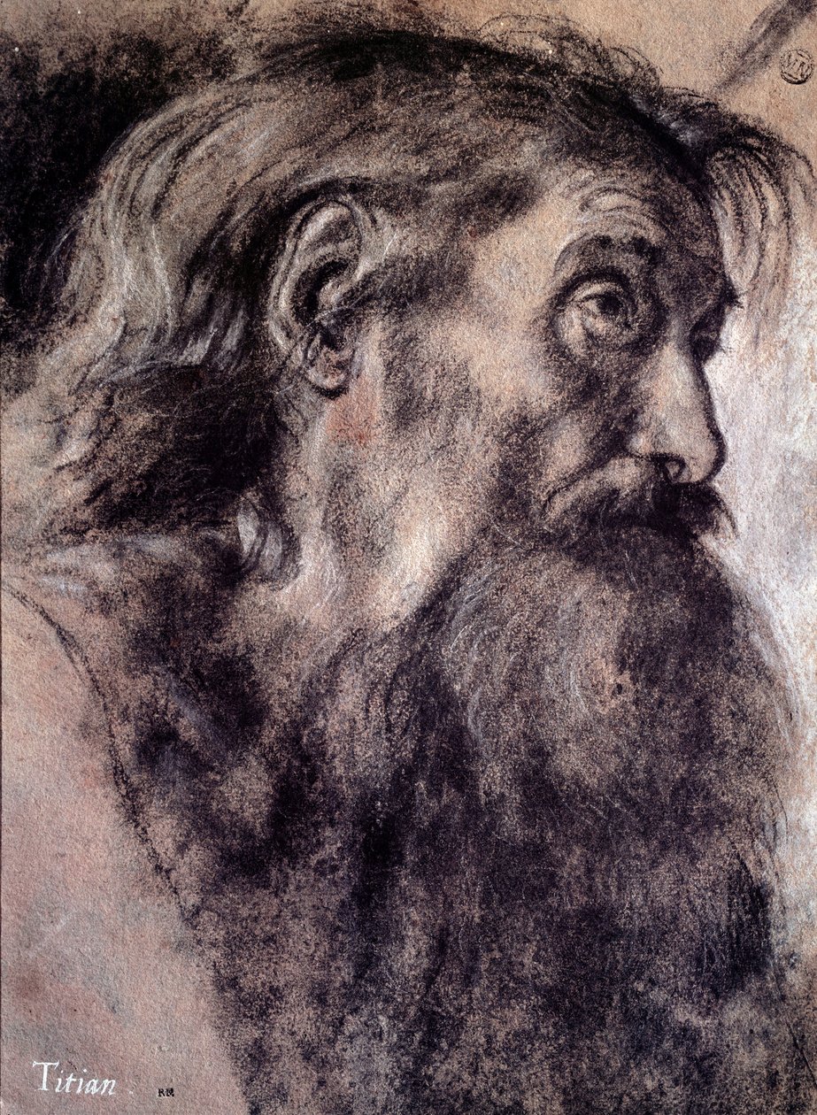 Cabeza de anciano (Dibujo de Tiziano Vecellio, llamado Tiziano, siglo XVI, París, Museo del Louvre) de Titian (c.1488 1576)