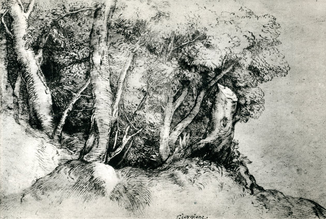 Paisaje forestal, c1516-1518 de Tiziano Vecelli
