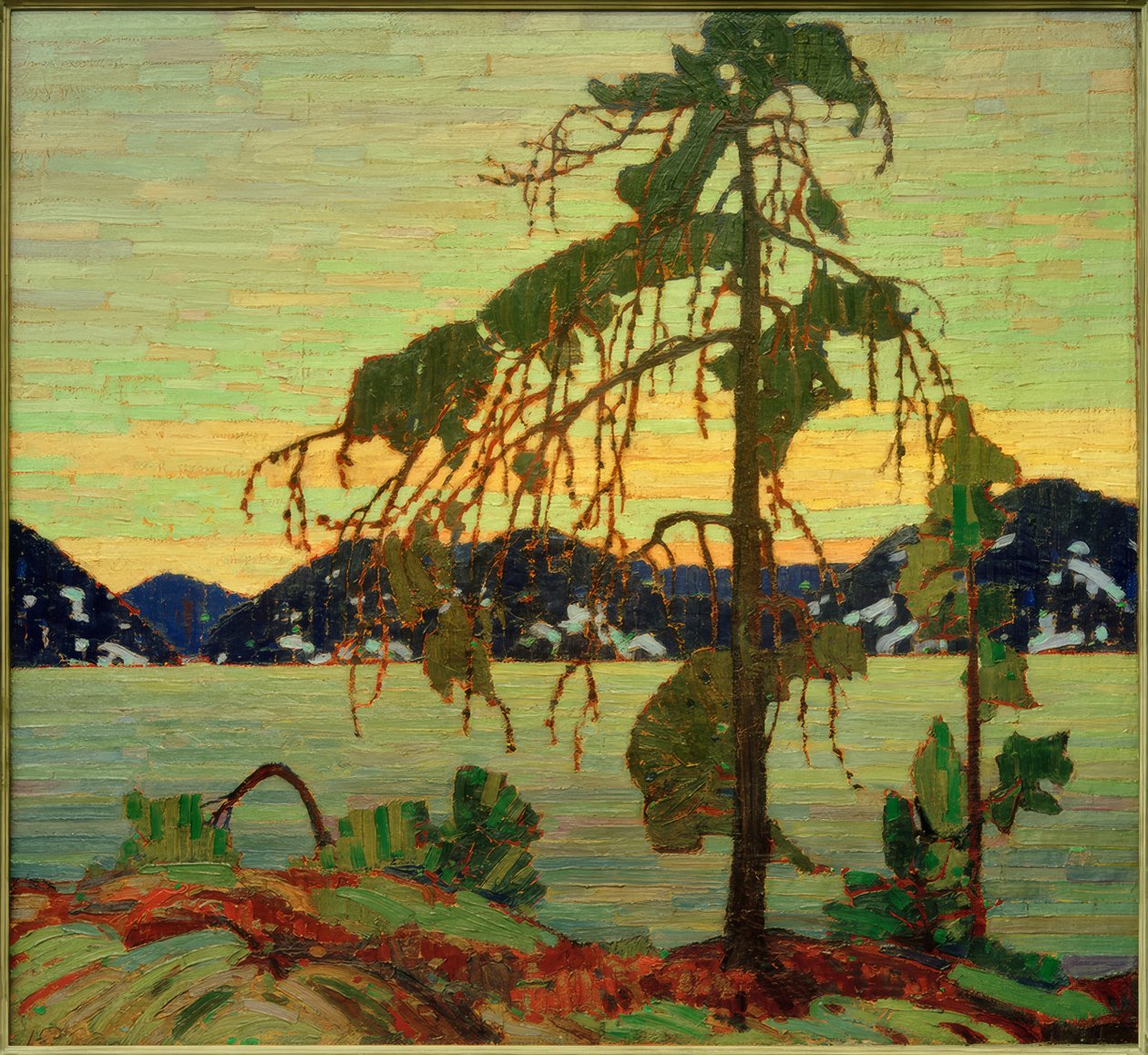 El pino Jack de Tom Thomson