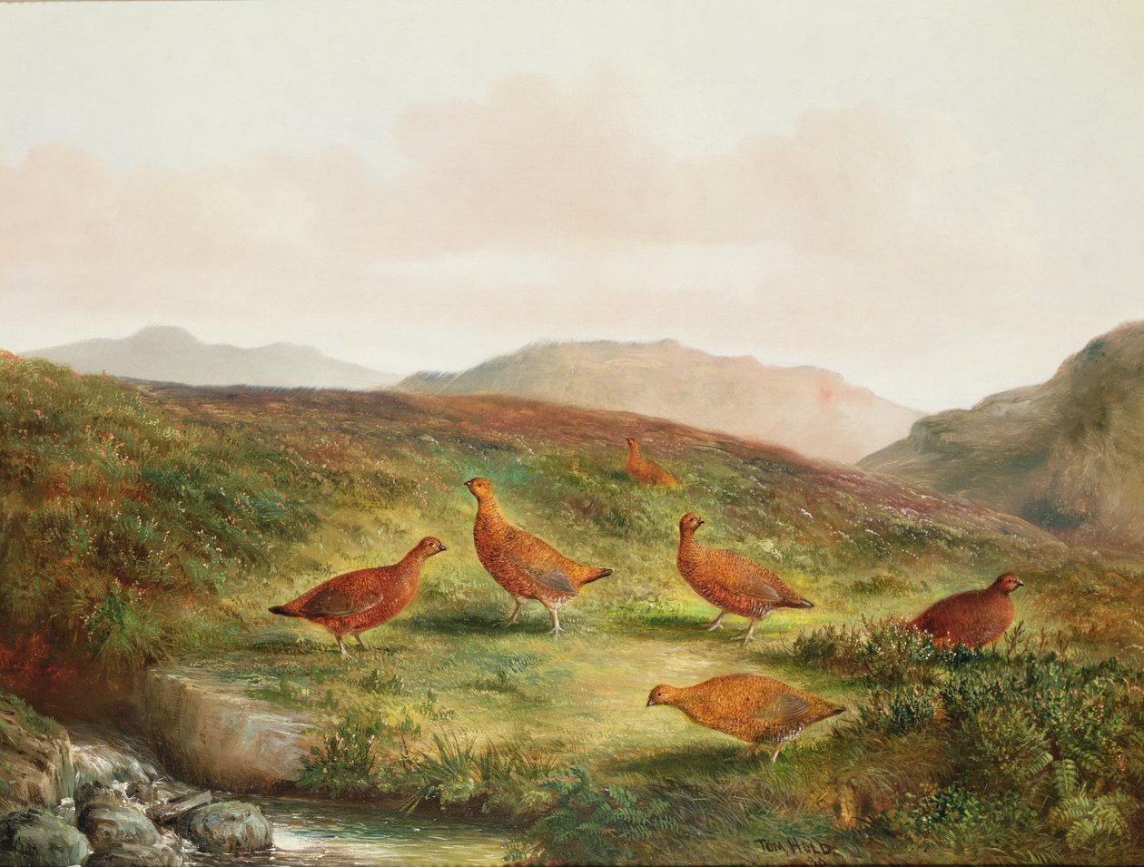 Urogallos en un paisaje de páramo de Tom Hold