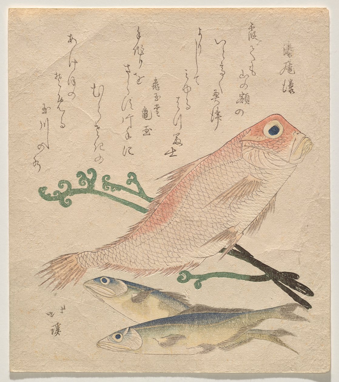 Besugo rosado (shiro-amadai) y dos truchas pequeñas (ai) de Totoya Hokkei