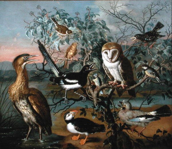 Un concierto de aves: un frailecillo, arrendajo, carbonero común, avetoro, estornino, urraca, escribano cerillo, escribano rojo y lechuza común de Trajan Hughes