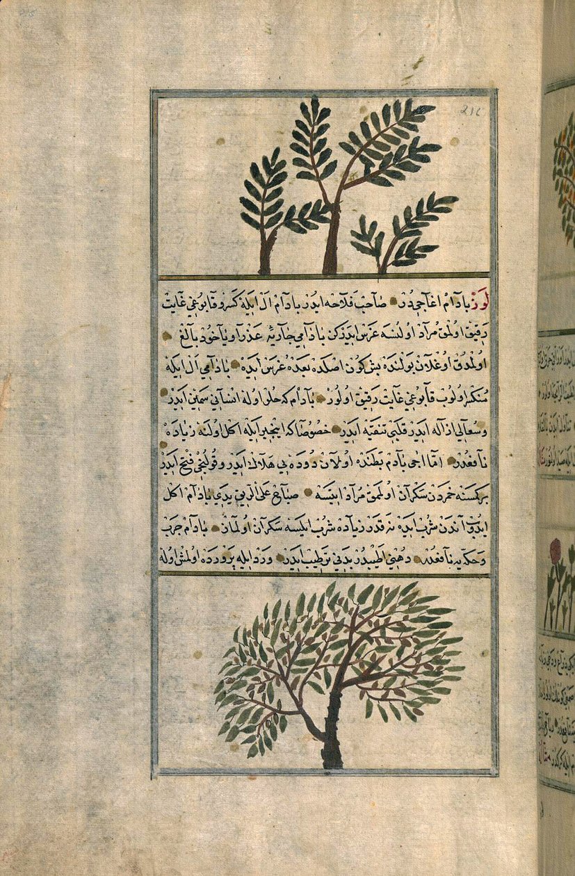 Un Árbol de Incienso sobre un Almendro, según un Tratado de Zakariya ibn Muhammad al-Qazwini de Turkish School