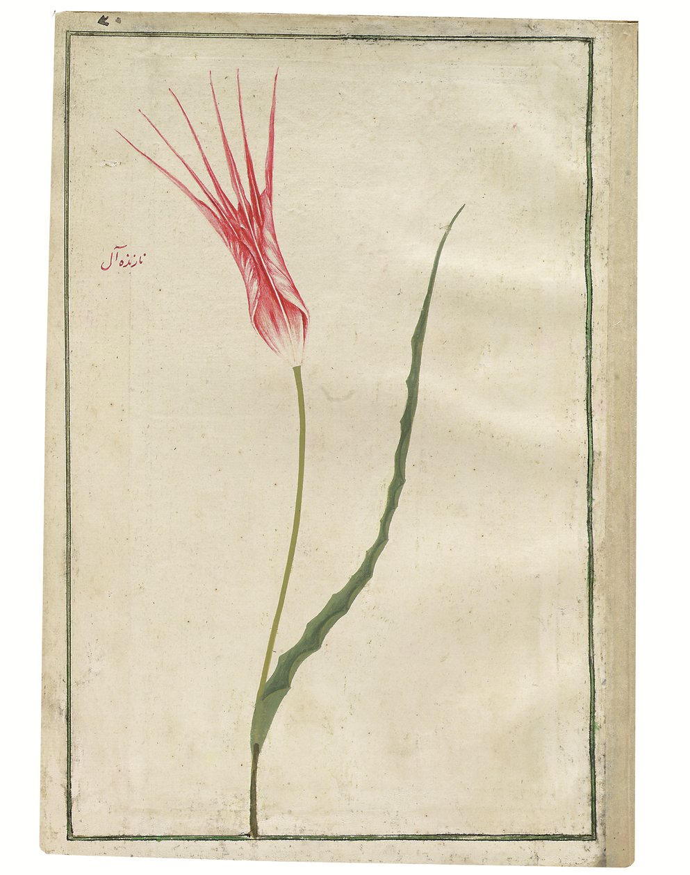 Nazende-Âl" (Carmesí desdeñoso), tulipán rojo y crema, c.1725 (acuarela y dibujo a color) de Turkish School