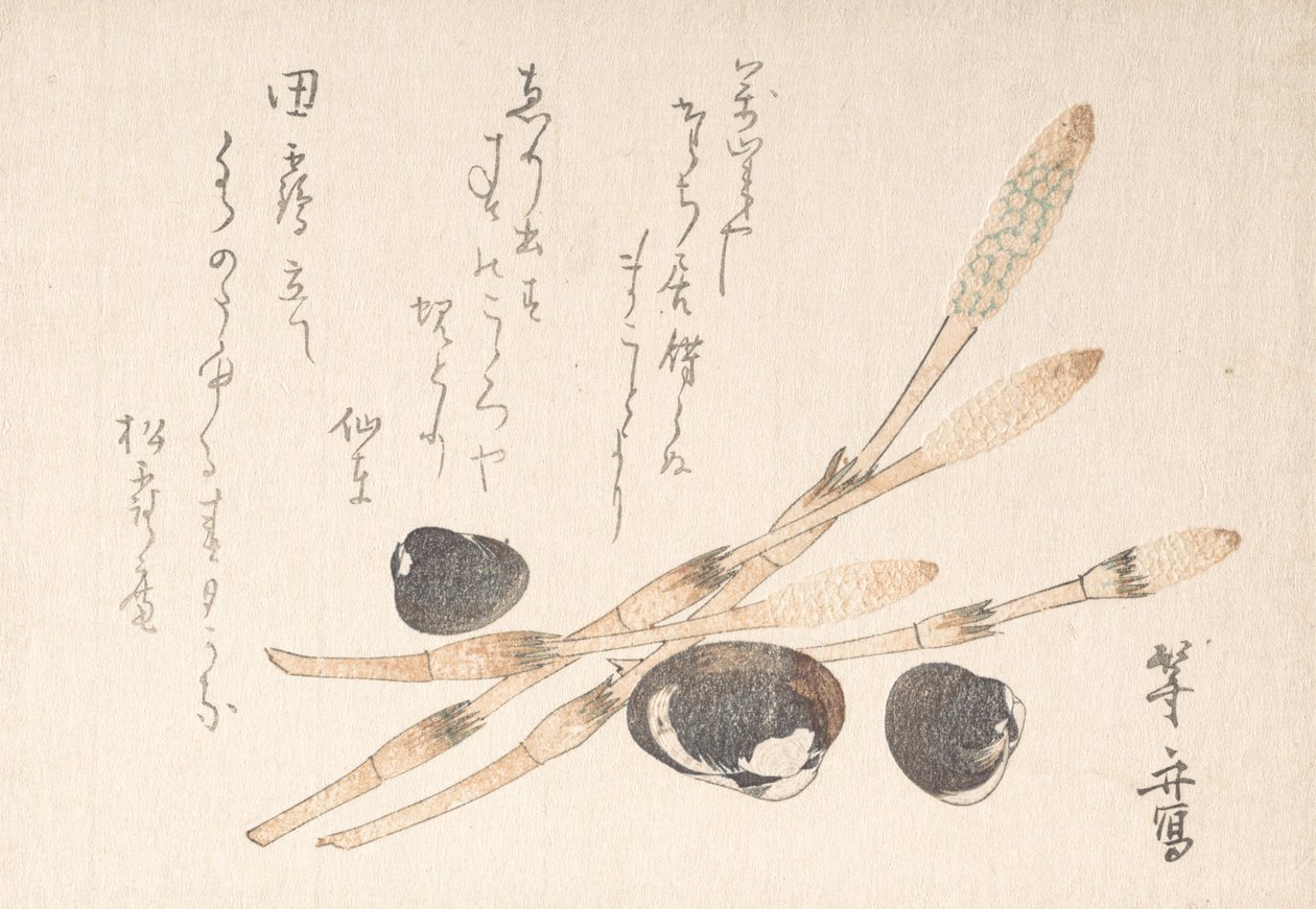 Planta Tsukushi y conchas Shijimi de Uematsu Toshu