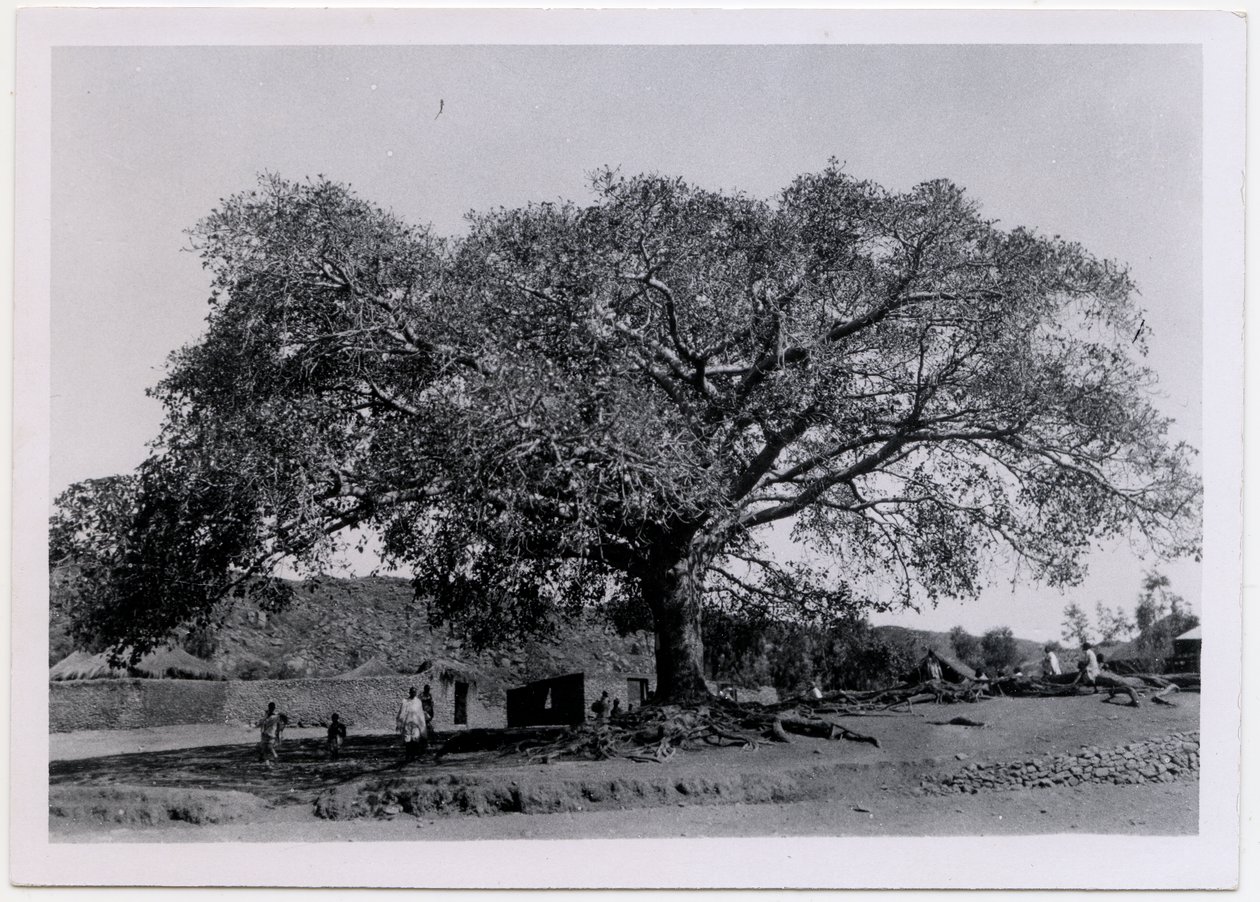 Árbol con una amplia copa extendida frente a la muralla de un pueblo, Axum, Etiopía, fotografía de Ugo Monneret de Villard. de Ugo Monneret de Villard