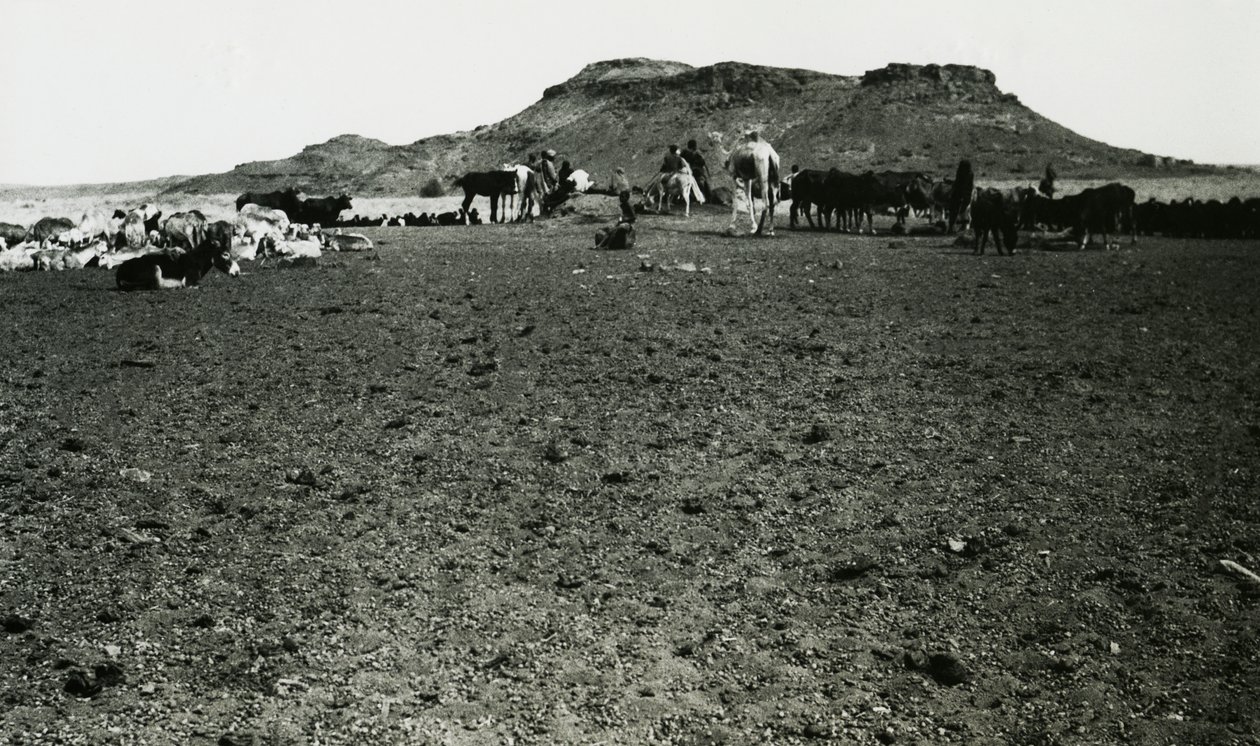 Vista de la zona arqueológica de Naqa, con dromedarios y ganado, Sudán, fotografía de Ugo Monneret de Villard. de Ugo Monneret de Villard