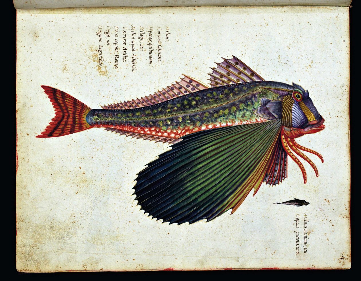 Imagen desconocida de Ulisse Aldrovandi