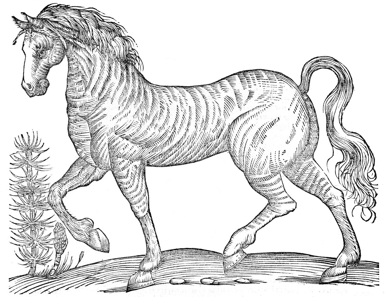 De quadrupedibus solidipedibus volumen integrum de Ulisse Aldrovandi