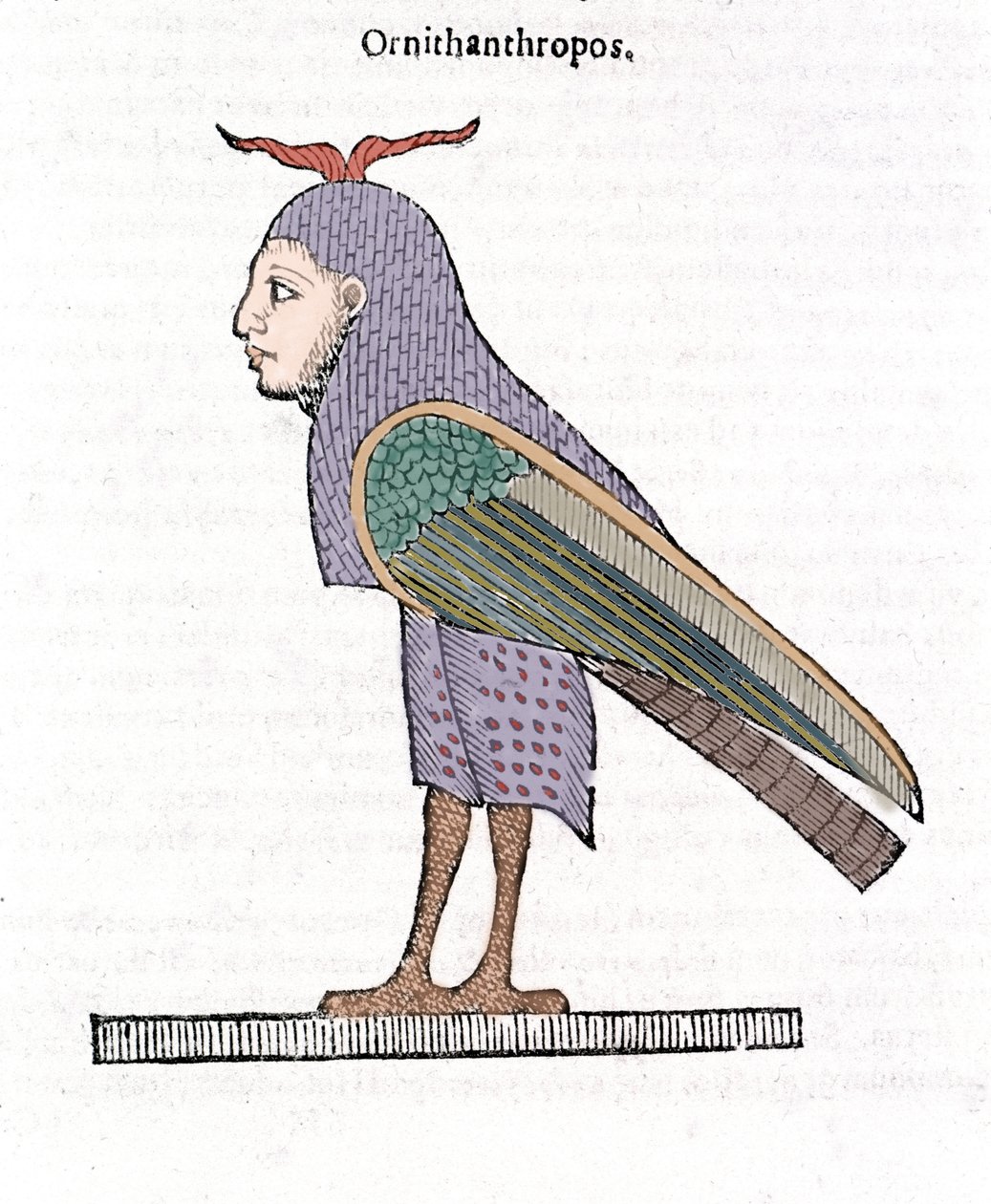 Ornithantropos. Pájaro con cabeza humana. Ulisse Aldrovandi “De monstrorum Historia” Bolonia 1642 de Ulisse Aldrovandi