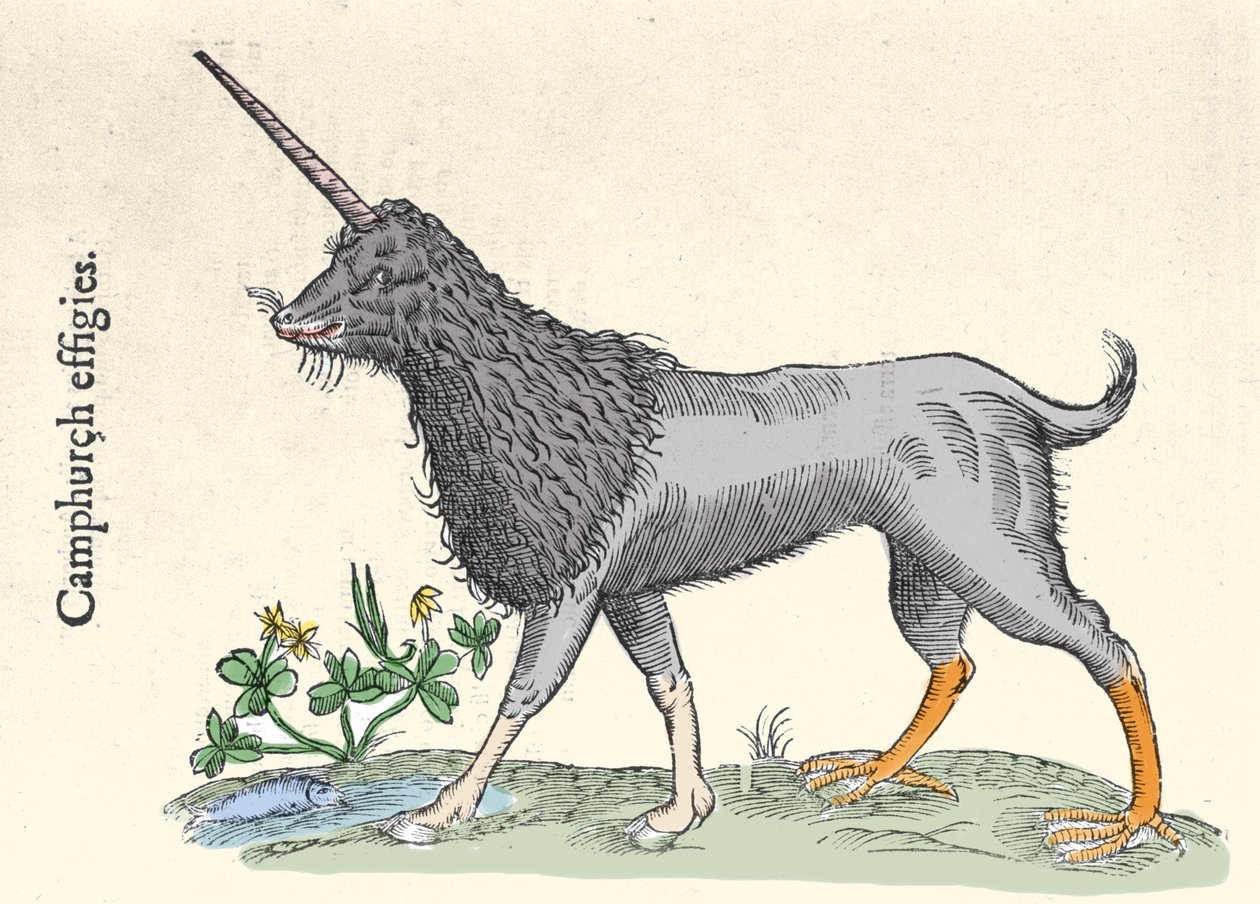 Representación de un camphurch, monstruo de las Islas Molucas. Grabado por Ulisse Aldrovandi (1522-1605), 
