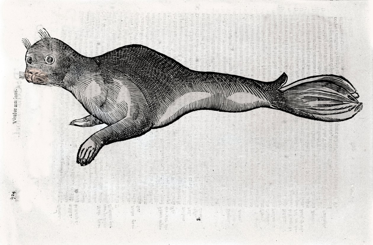 Representación de una foca. Placa ilustrada de un manuscrito de Historia Natural por Ulisse Aldrovandi (1522-1605), fondos de Ulisse Aldrovandi, Biblioteca Universitaria de Bolonia, ed. 1603. de Ulisse Aldrovandi