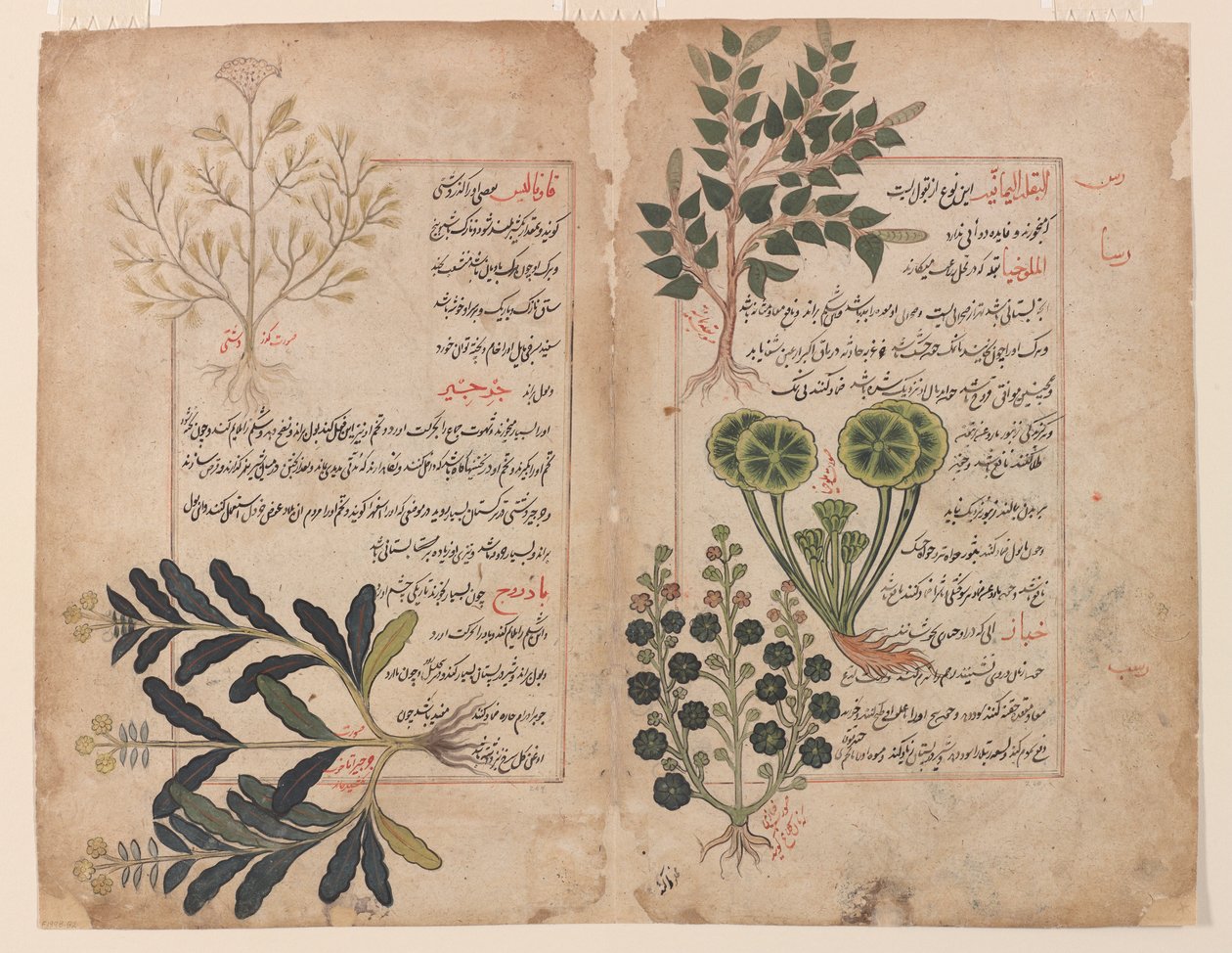 Doble folio de un Kitab-i hashaish (El libro de las hierbas)