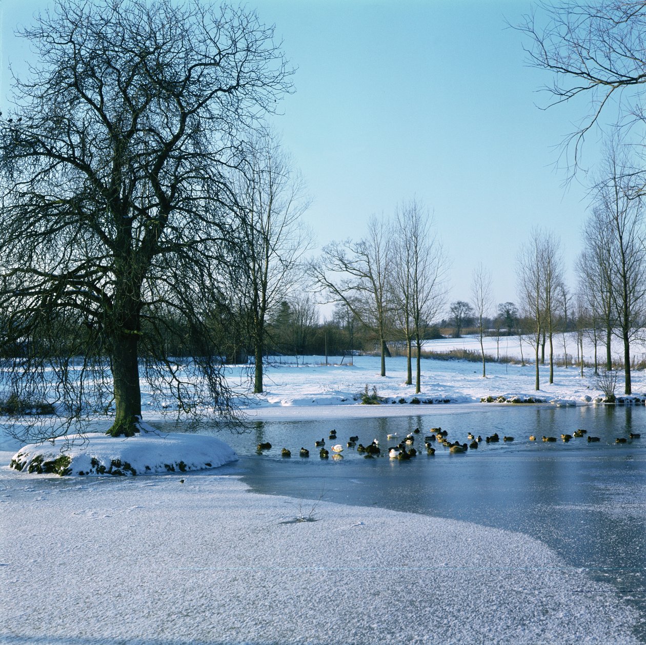 Patos en la Nieve cerca de Finchingfield, Essex de Unbekannt Unbekannt